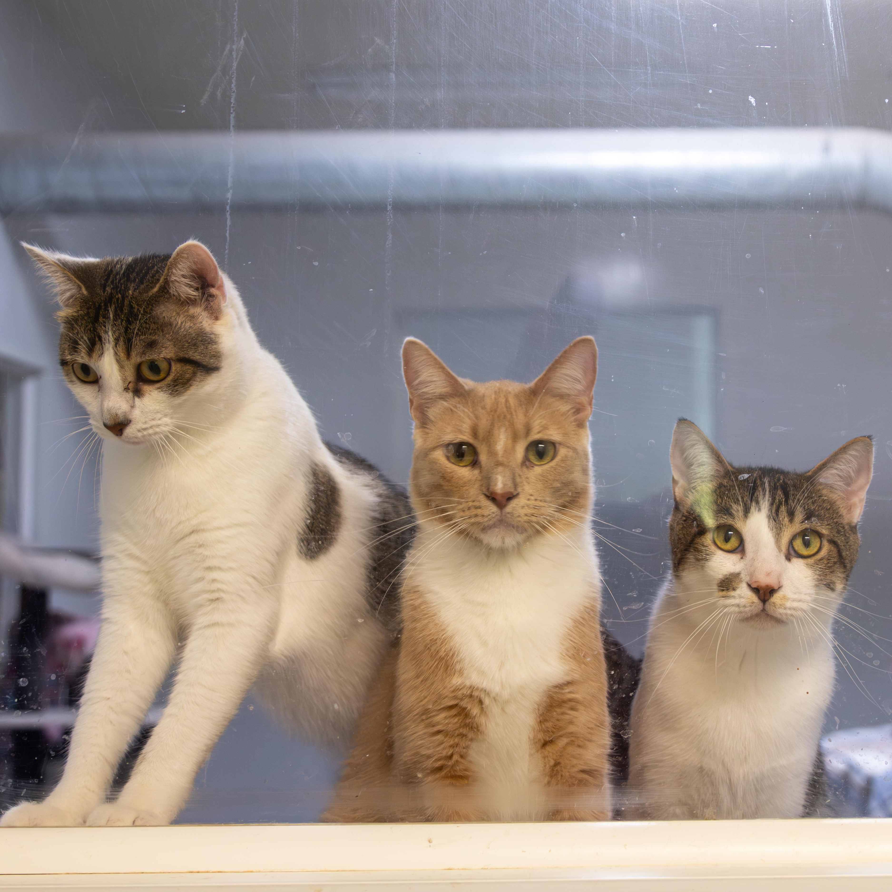 Fedora - Adoption Fee Sponsored!, an adoptable Domestic Short Hair in Richland Center, WI, 53581 | Photo Image 5