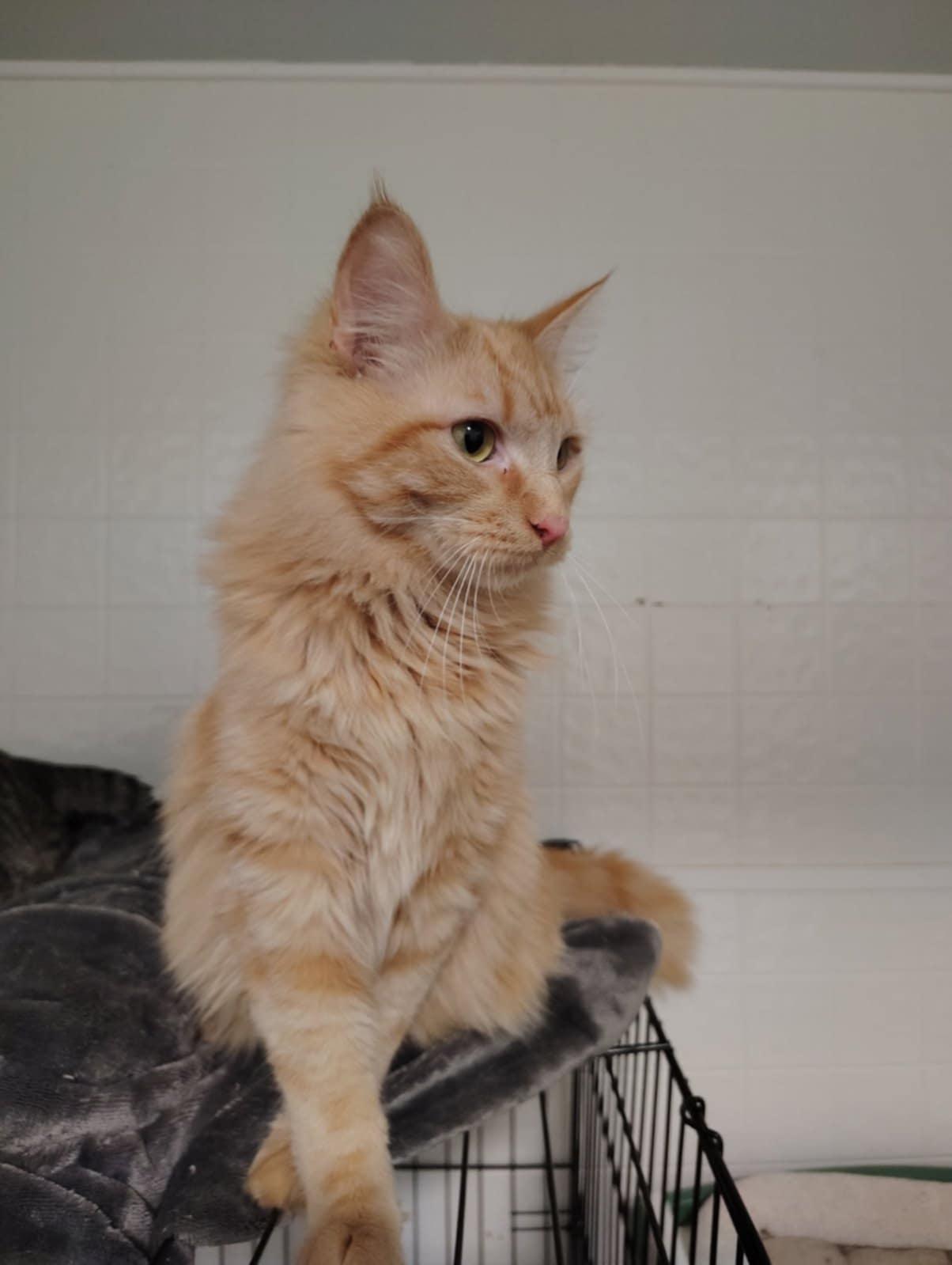 Pumpkin, an adoptable mixed breed in Oakville, WA image 3/4