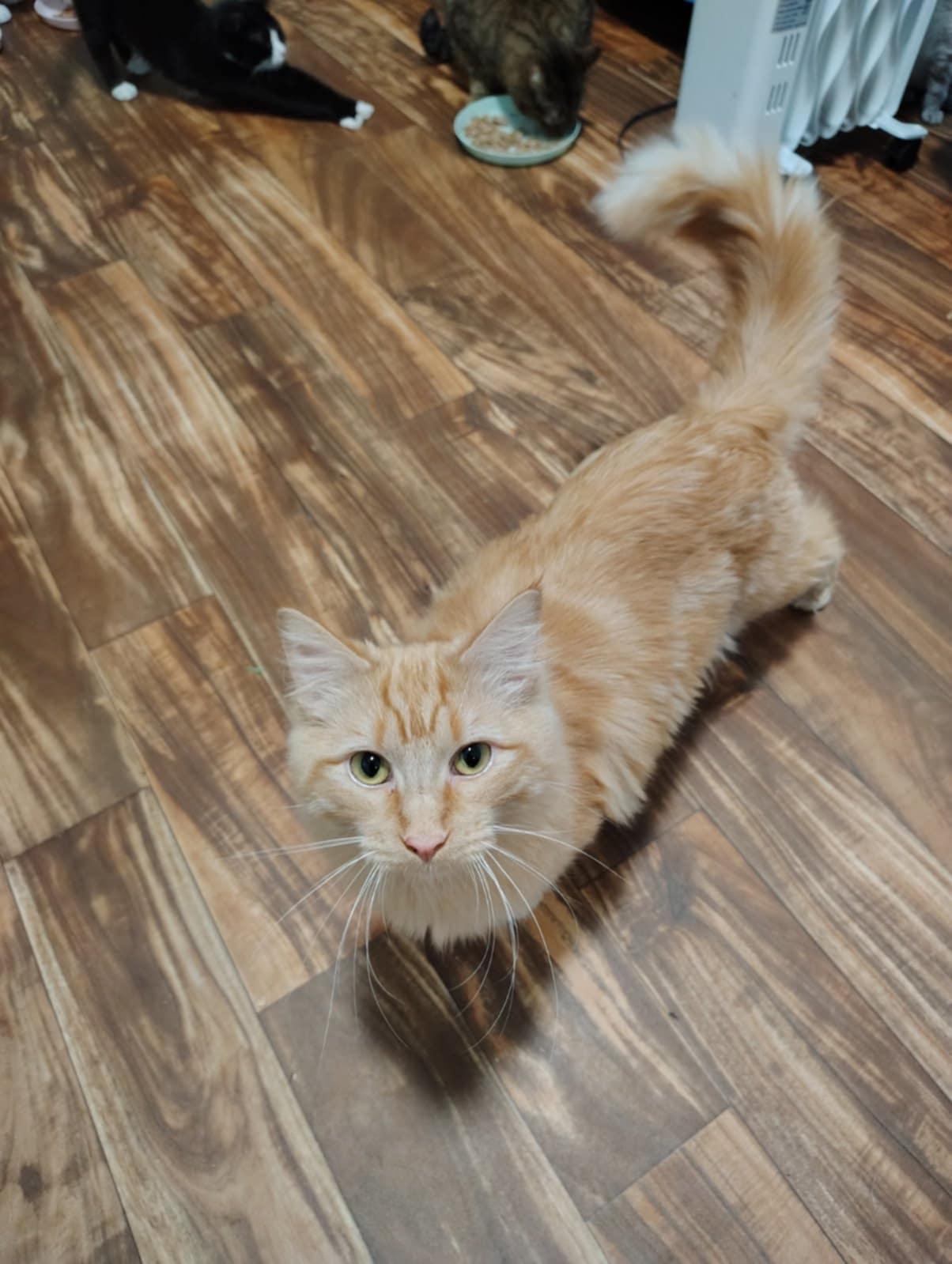 Pumpkin, adoptable, Young Male Domestic Medium Hair.