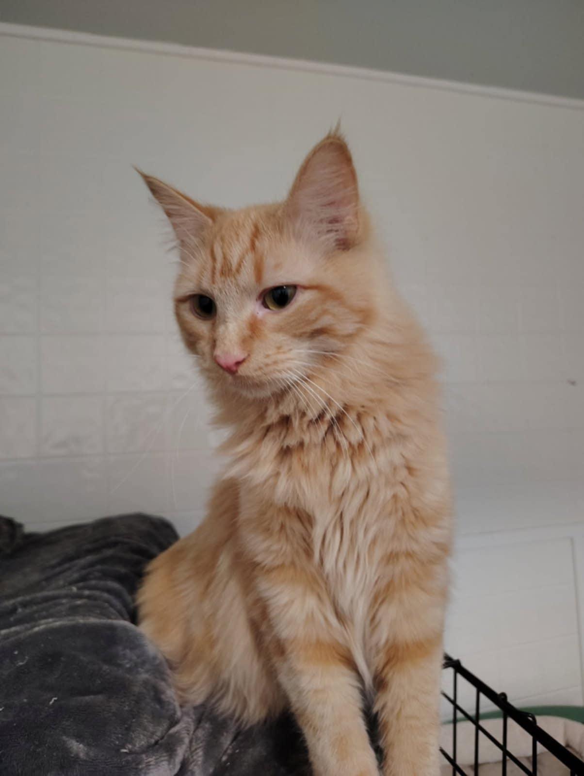 Pumpkin, an adoptable mixed breed in Oakville, WA image 2/4