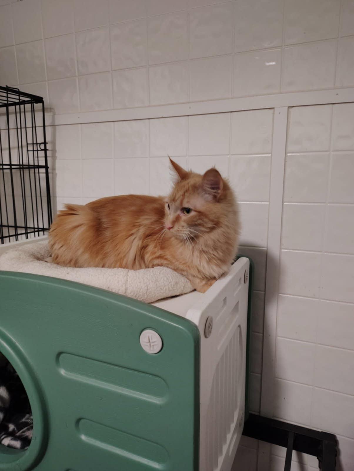 Pumpkin, an adoptable mixed breed in Oakville, WA image 4/4