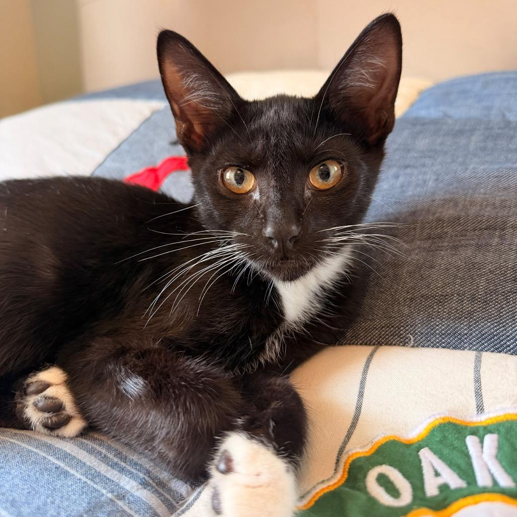 Destroyer Of Worlds, Adoptable, Kitten Male Domestic Short Hair.