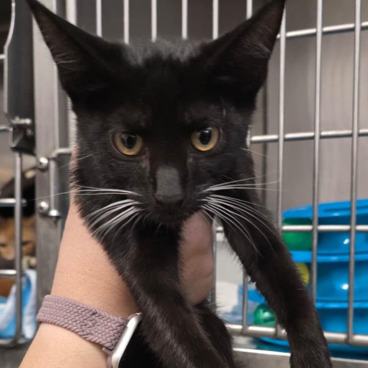 Enlarge Destroyer Of Worlds, a Adoptable Domestic Short Hair in Morgan Hill, CA image 2/2