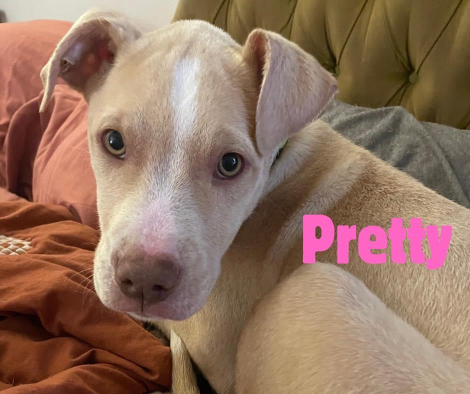 Pretty, ADOPTABLE, Puppy Female Yellow Labrador Retriever.