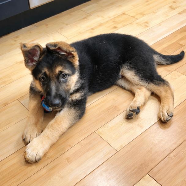 Enlarge Wilde, a Adoptable mixed breed in Seattle, WA image 3/4