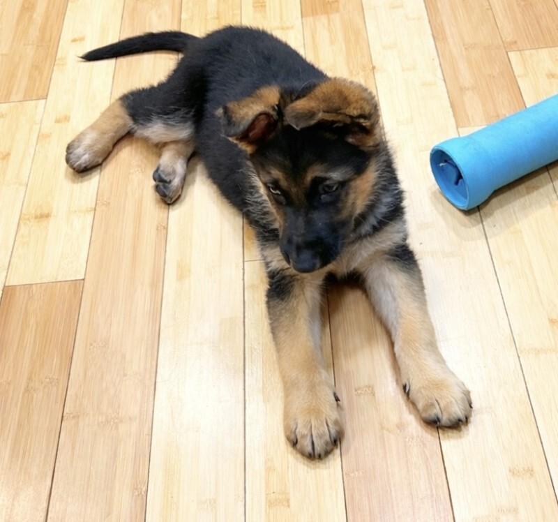 Enlarge Wilde, a Adoptable mixed breed in Seattle, WA image 4/4