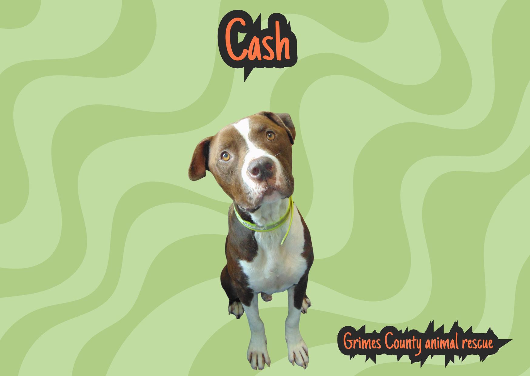 Cash