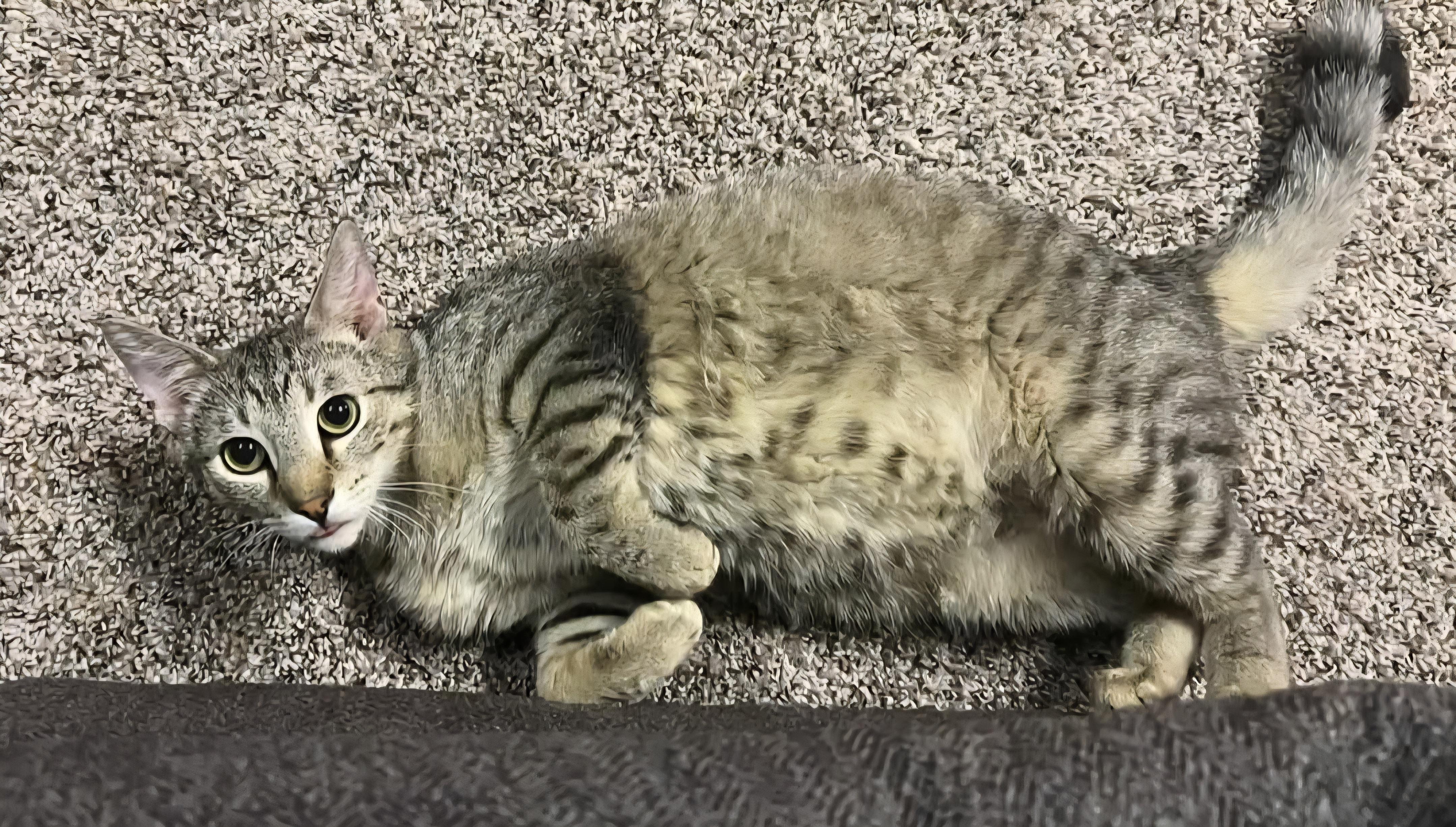 Zander, Adoptable, Adult Male Domestic Short Hair.