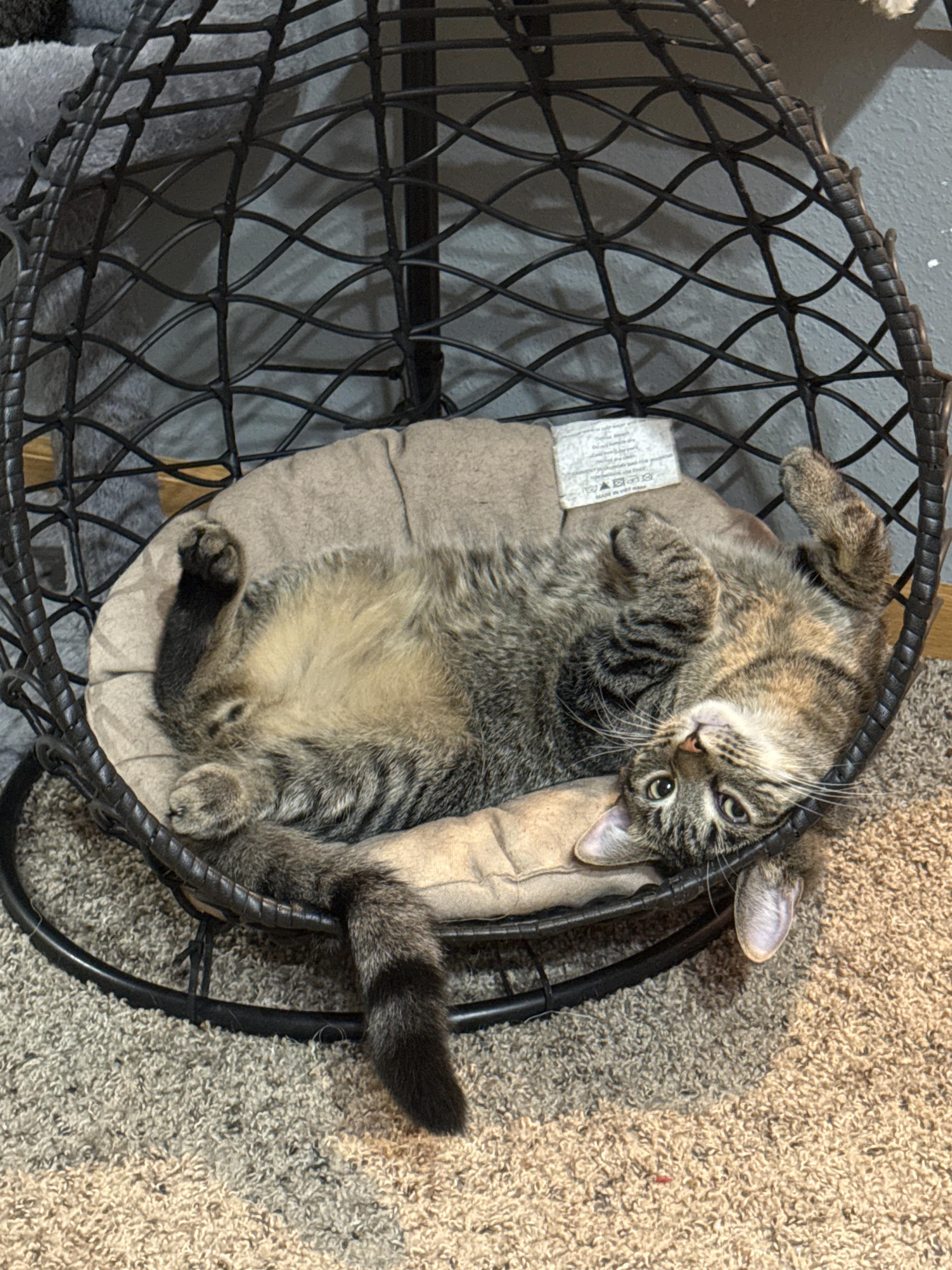 Zander, Adoptable, Adult Male Domestic Short Hair.