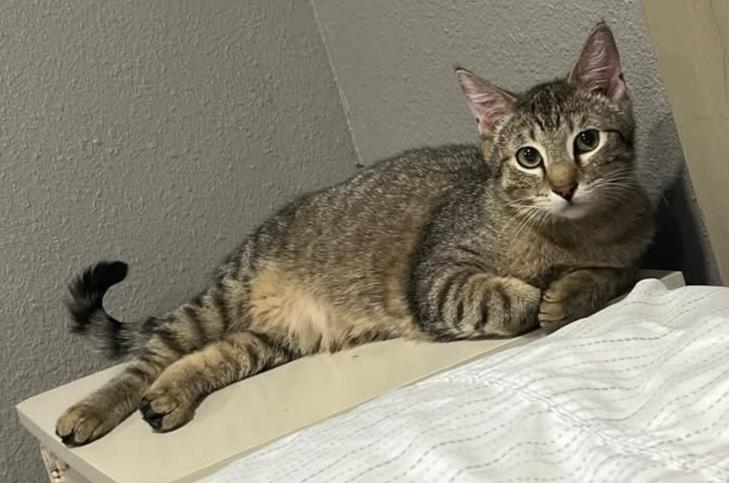 Zander, a Adoptable mixed breed in Sioux City, IA image 4/6