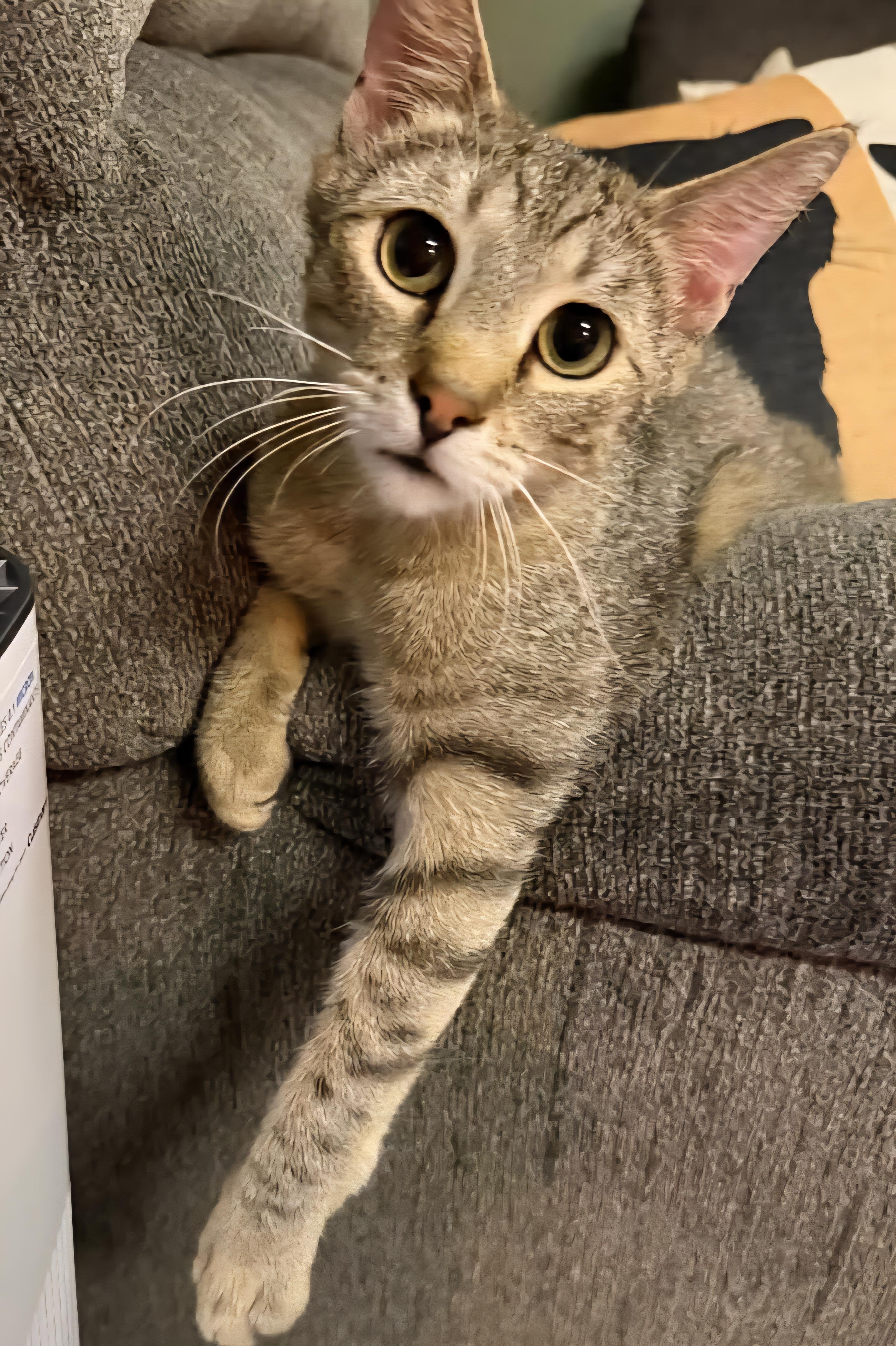 Zander, a Adoptable mixed breed in Sioux City, IA image 5/6