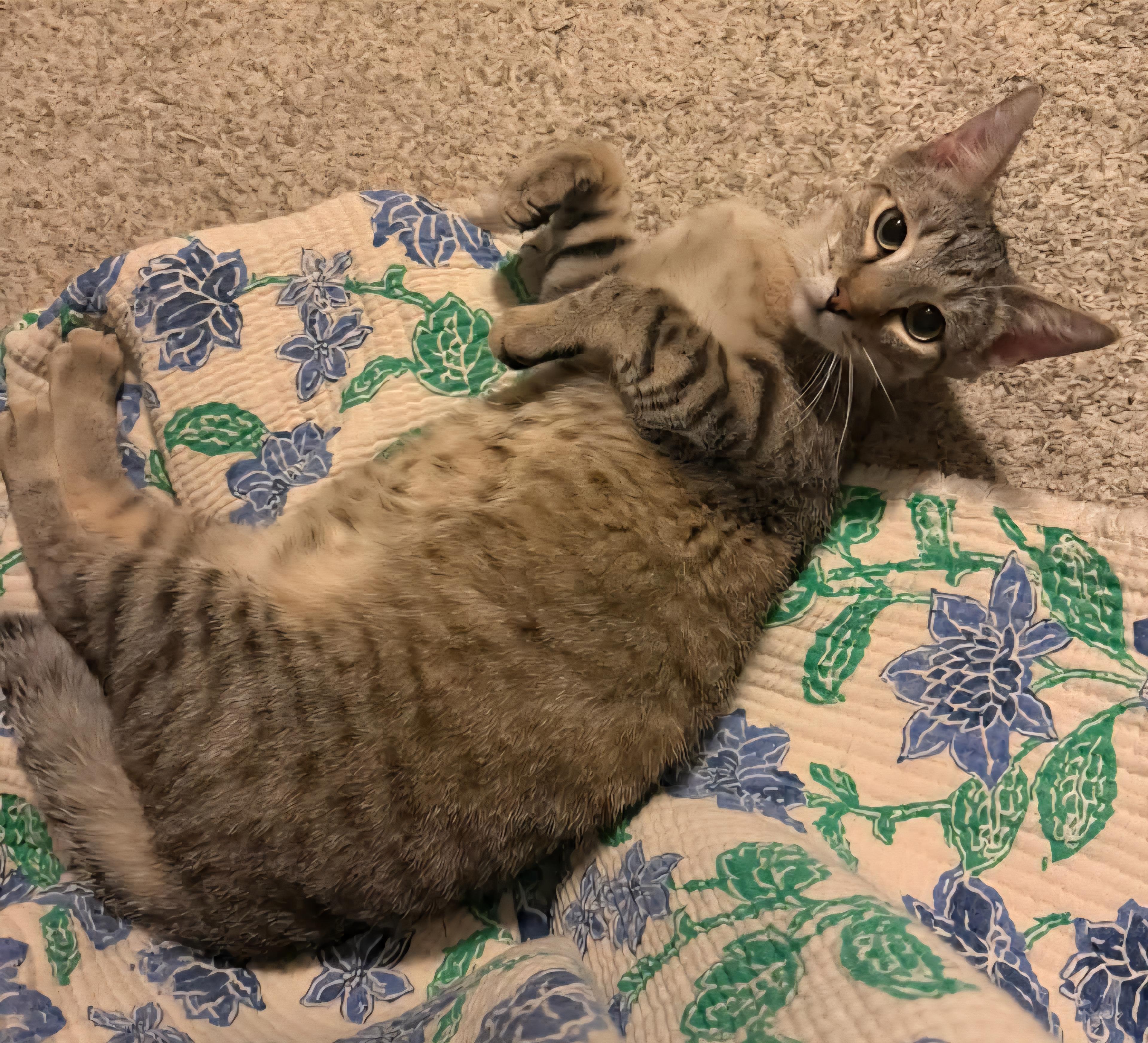 Zander, a Adoptable mixed breed in Sioux City, IA image 6/6