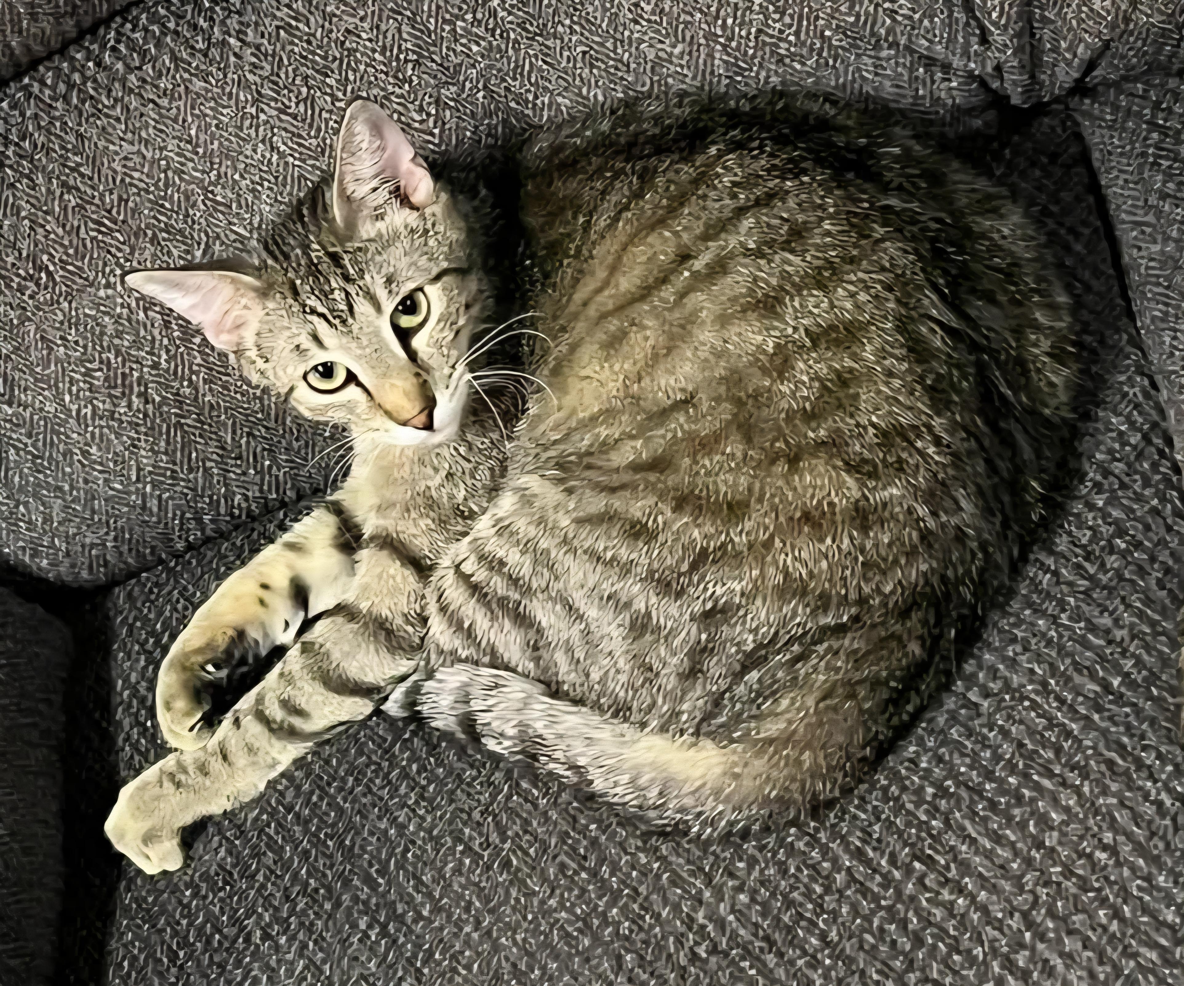 Zander, a Adoptable mixed breed in Sioux City, IA image 2/6