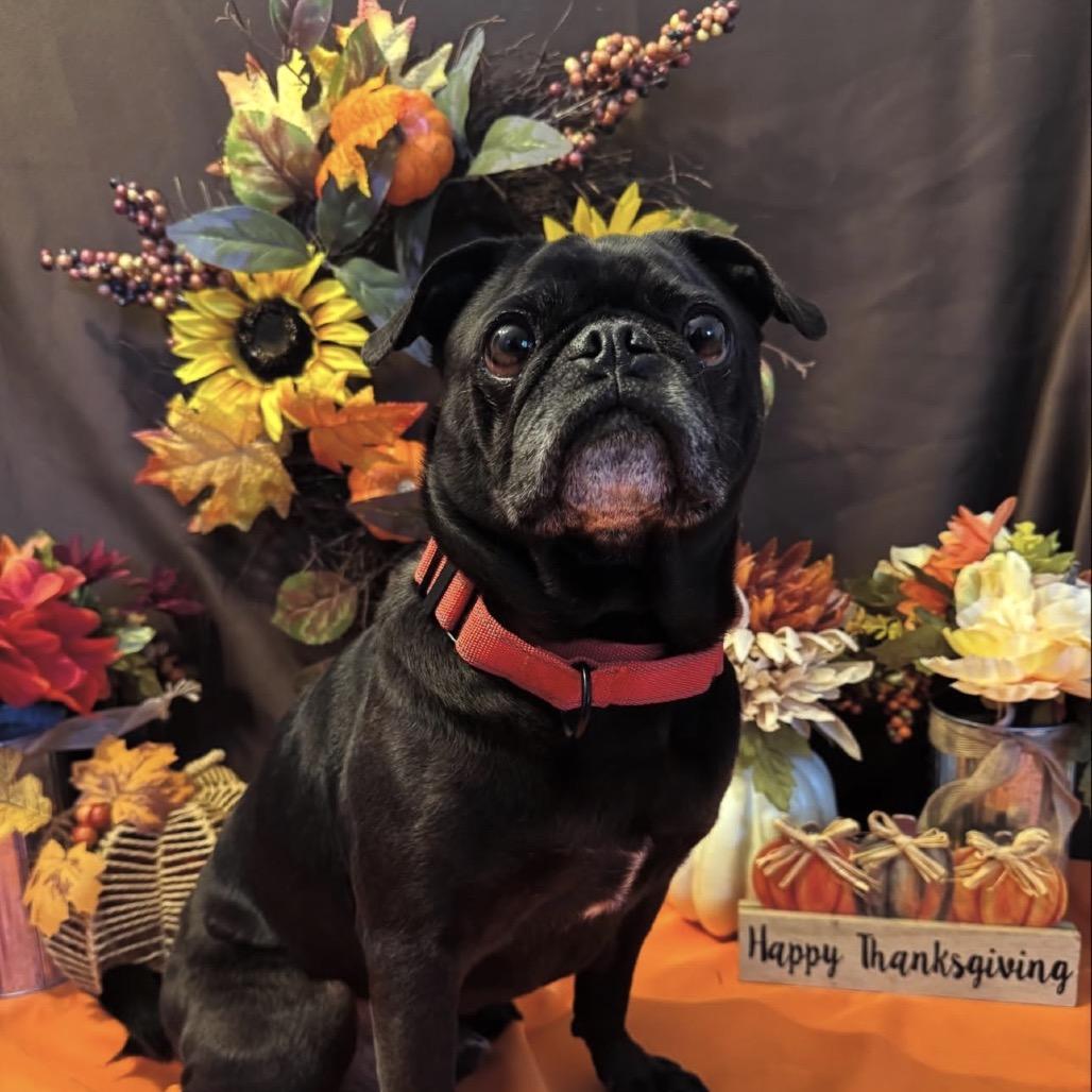 Meeko, Adoptable, Senior Male Pug.
