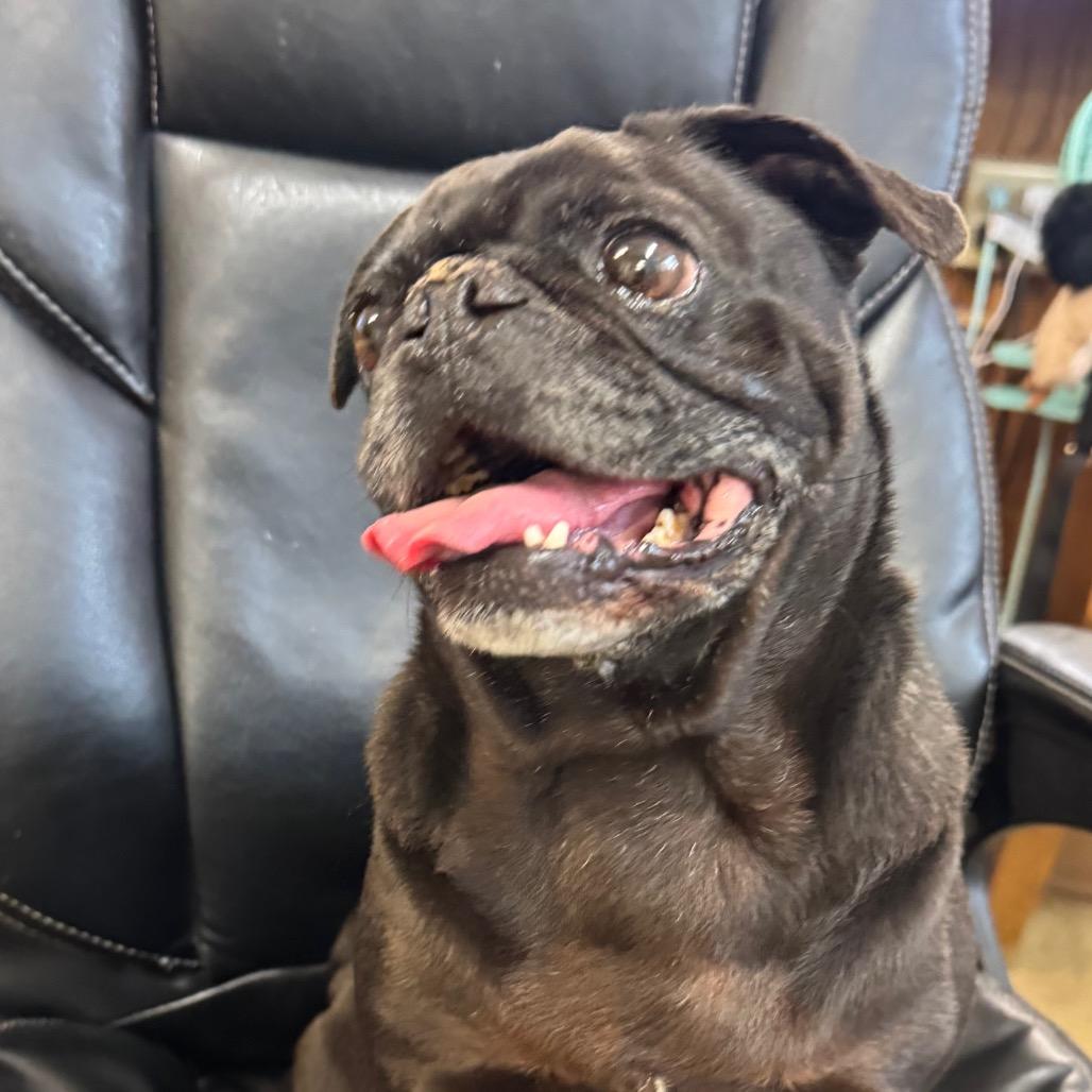 Enlarge Meeko, a Adoptable Pug in Buellton, CA image 2/4