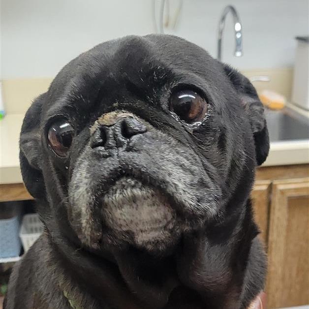 Enlarge Meeko, a Adoptable Pug in Buellton, CA image 3/4