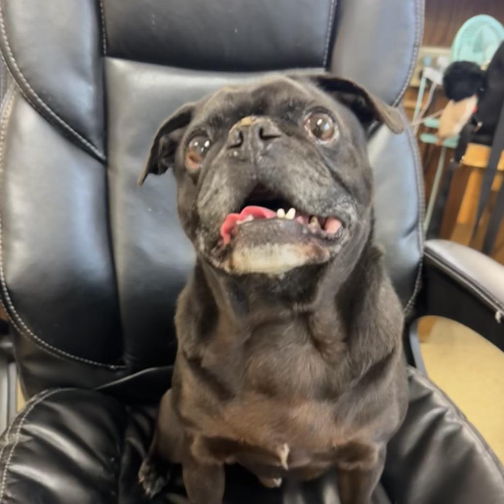 Enlarge Meeko, a Adoptable Pug in Buellton, CA image 4/4