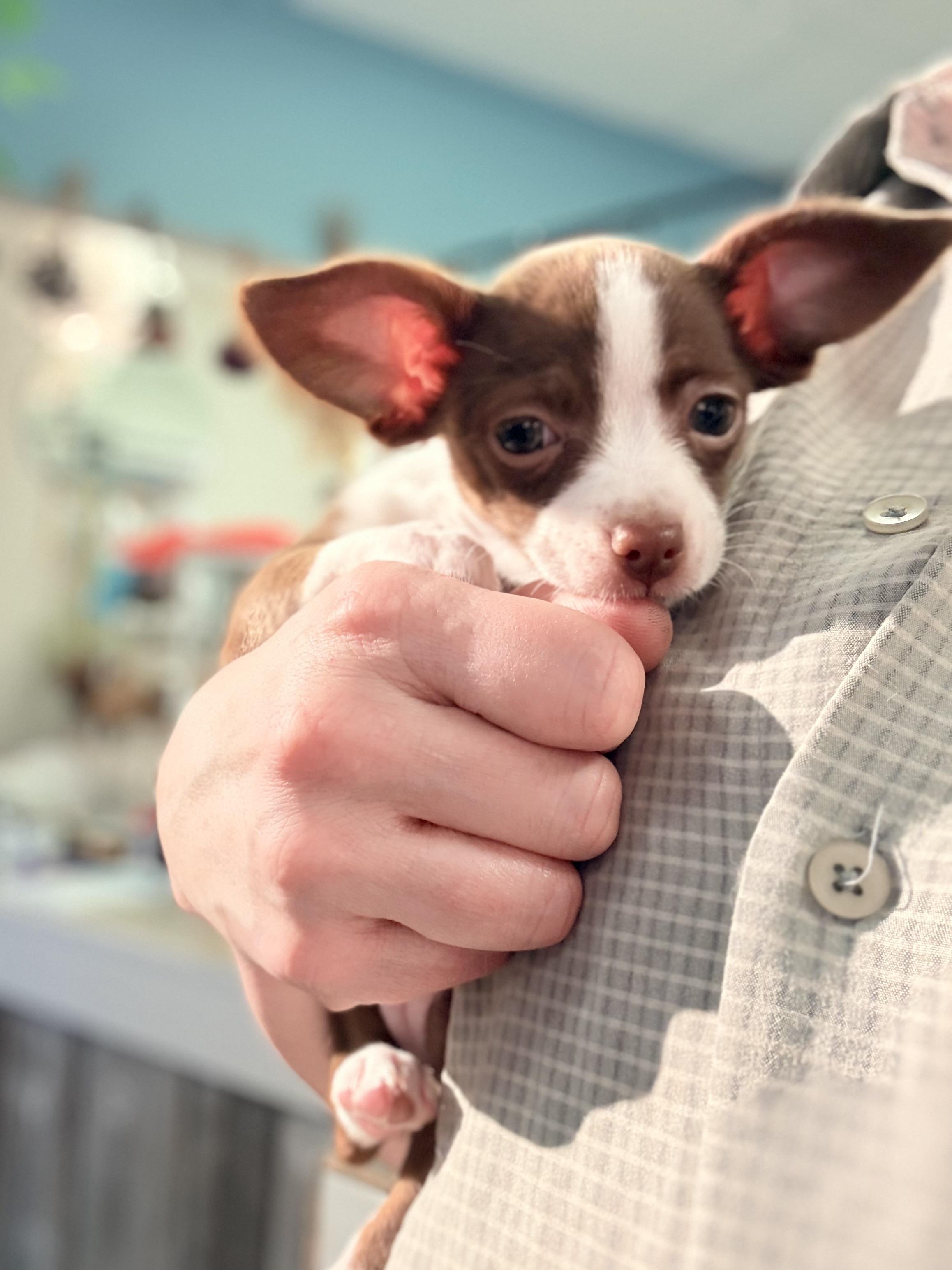 Chewy, ADOPTABLE, Puppy Female Chihuahua.