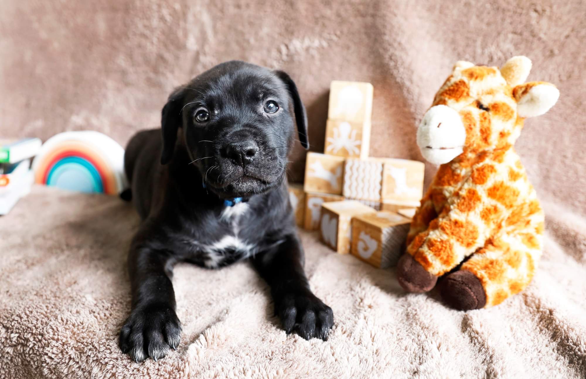 Dog for adoption Nursery Rhyme Litter, a Border Collie in Columbia