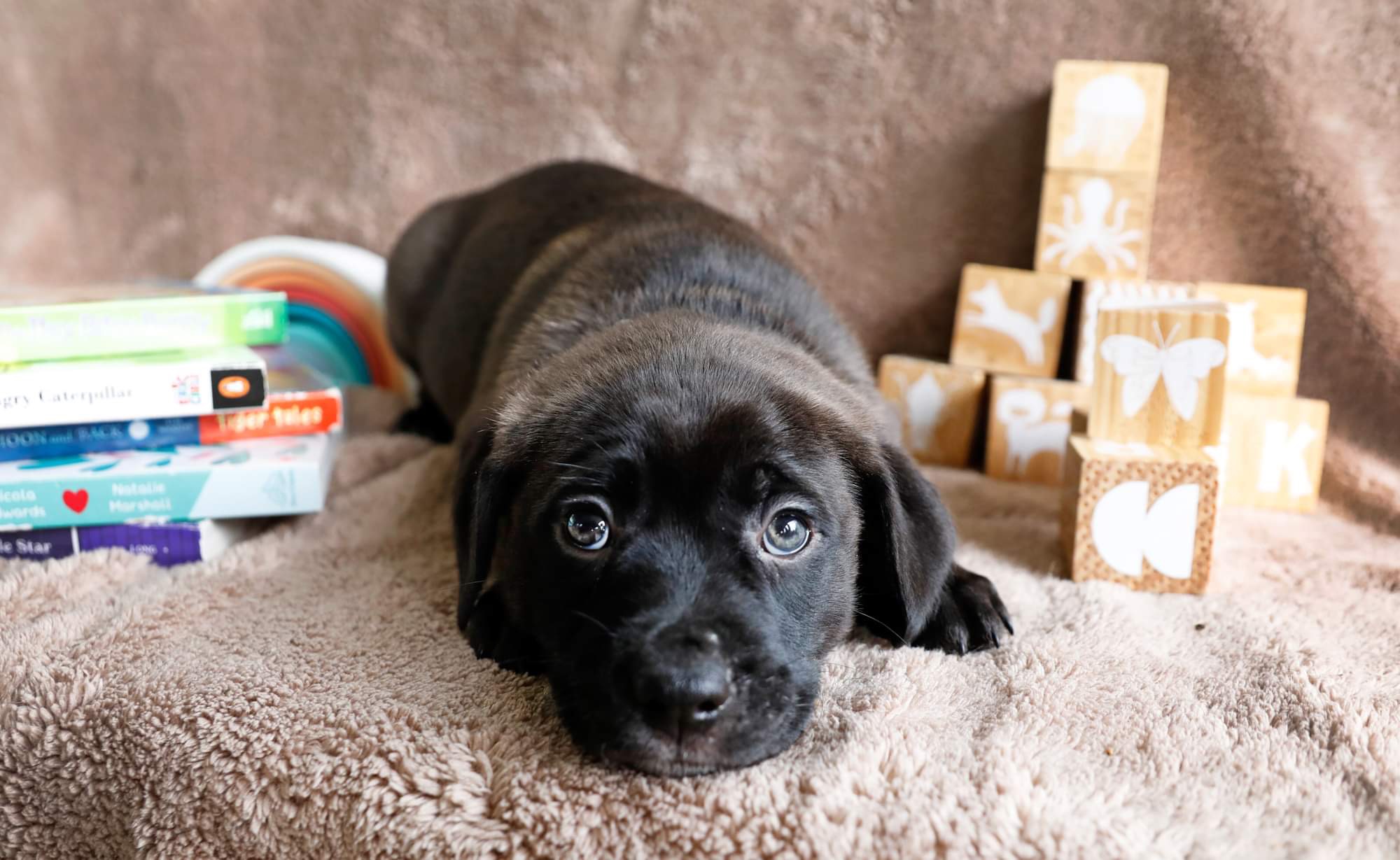 Dog for adoption Nursery Rhyme Litter, a Border Collie in Columbia