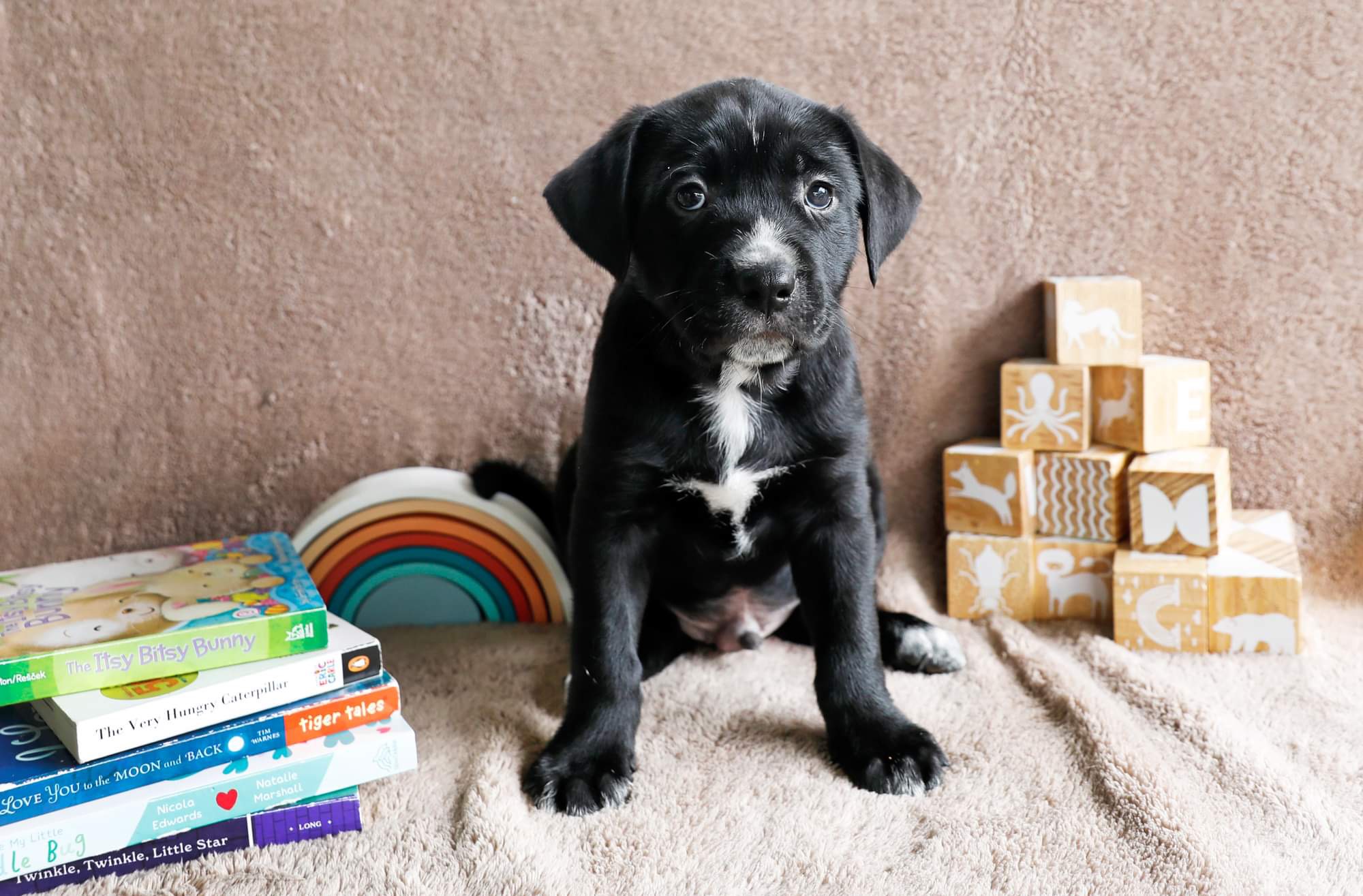 Dog for adoption Nursery Rhyme Litter, a Border Collie in Columbia