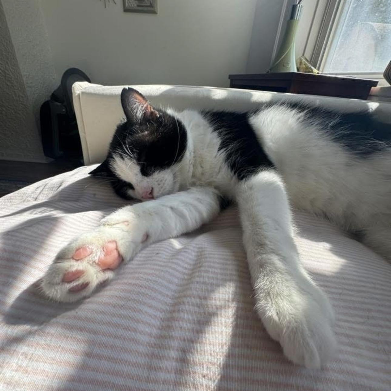 Enlarge Oreo, a Adoptable Domestic Short Hair in Lemont, IL image 5/5