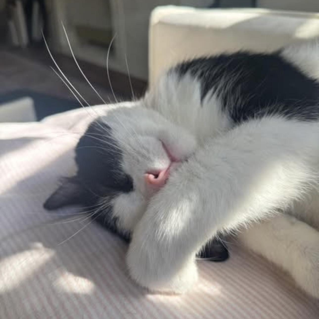 Oreo, Adoptable, Adult Male Domestic Short Hair.