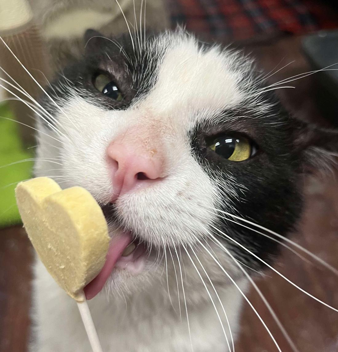 Enlarge Oreo, a Adoptable Domestic Short Hair in Lemont, IL image 4/5