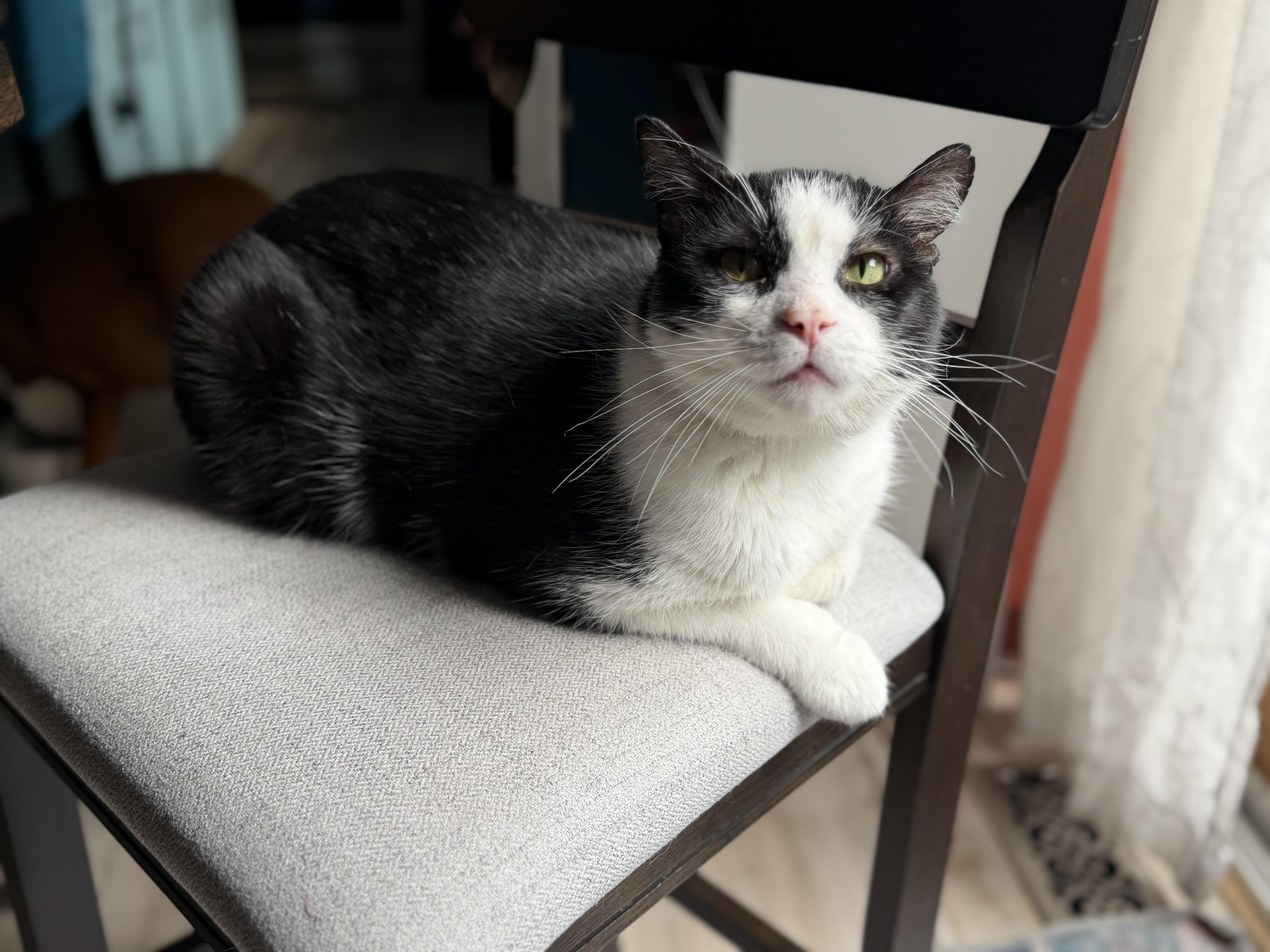 Enlarge Murray (FIV), a Adoptable Domestic Short Hair in Lemont, IL image 6/6