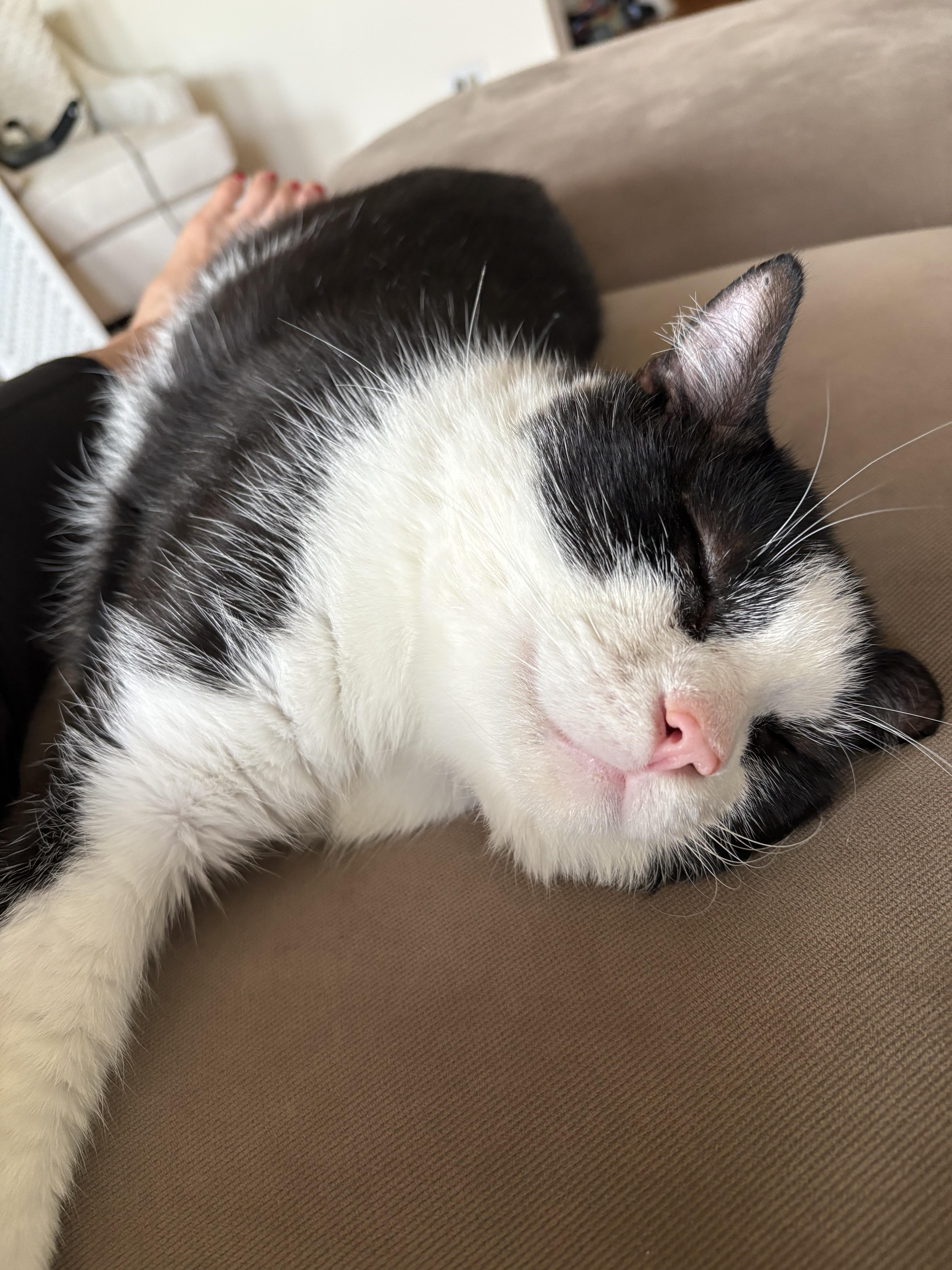 Enlarge Oreo, a Adoptable Domestic Short Hair in Lemont, IL image 6/6