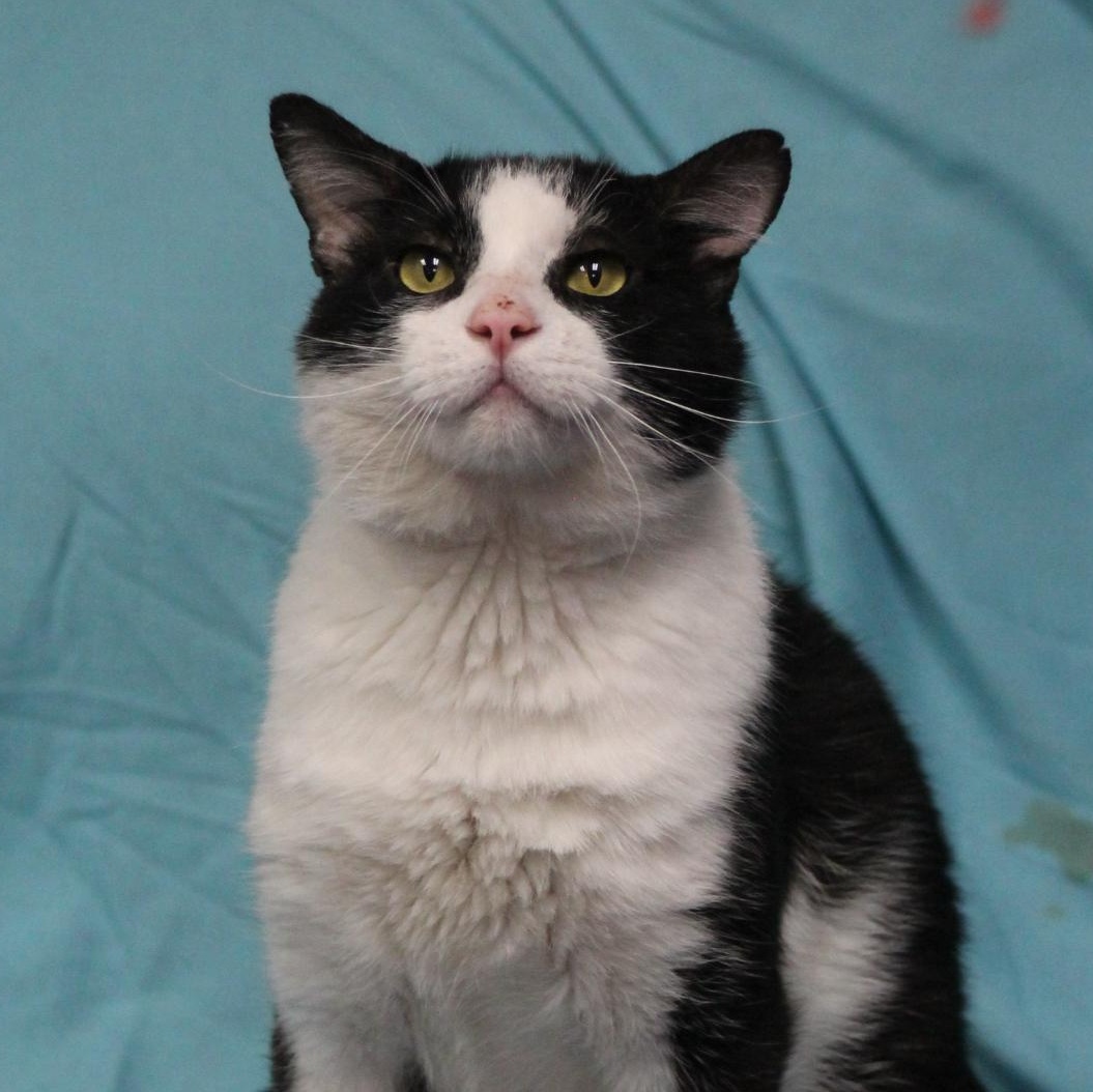 Enlarge Oreo, a Adoptable Domestic Short Hair in Lemont, IL image 2/5