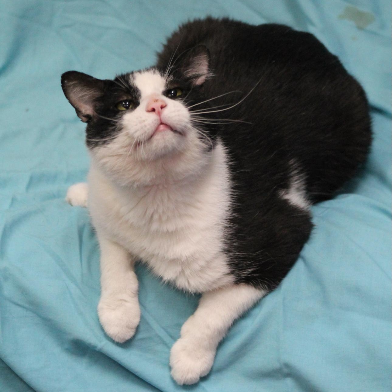 Enlarge Oreo, a Adoptable Domestic Short Hair in Lemont, IL image 3/5