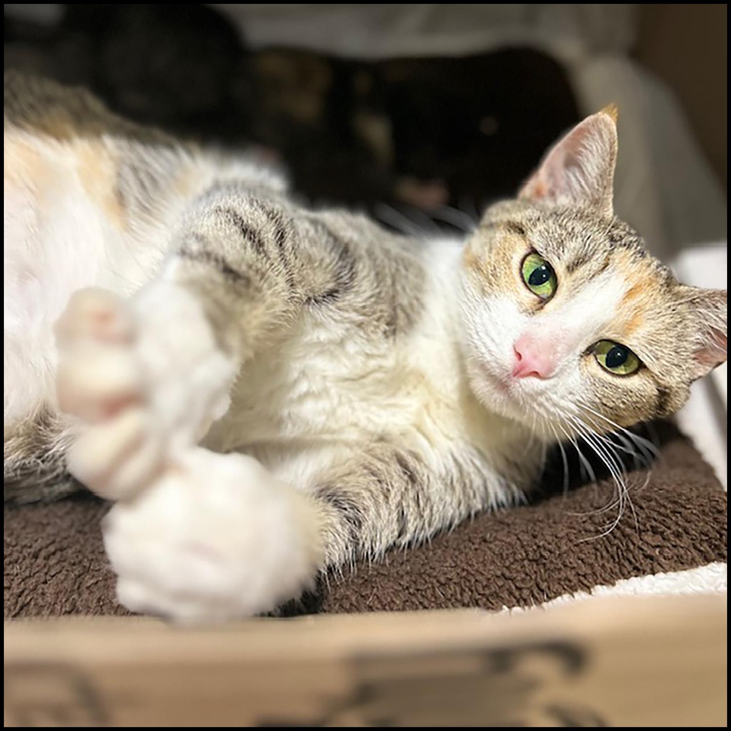 Helen, a Adoptable mixed breed in Roswell, GA image 1/6