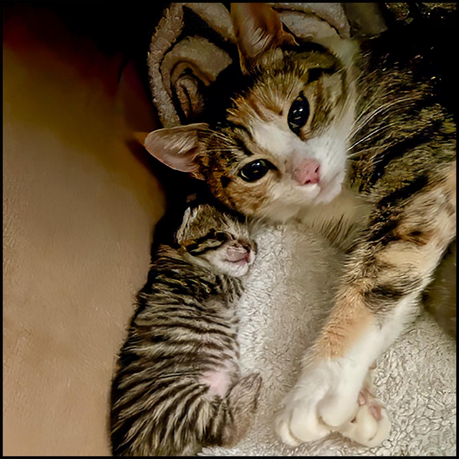 Helen, a Adoptable mixed breed in Roswell, GA image 2/6