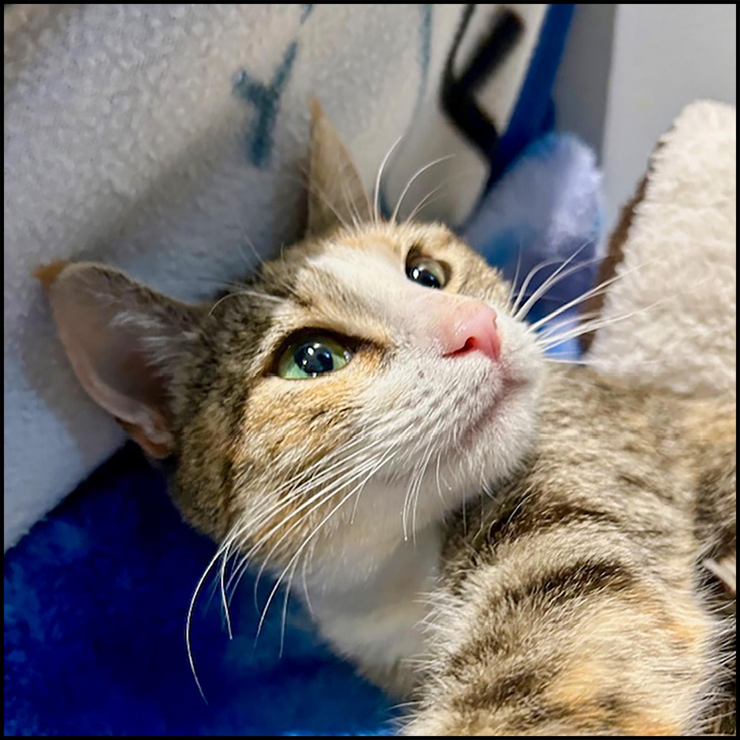 Helen, a Adoptable mixed breed in Roswell, GA image 3/6