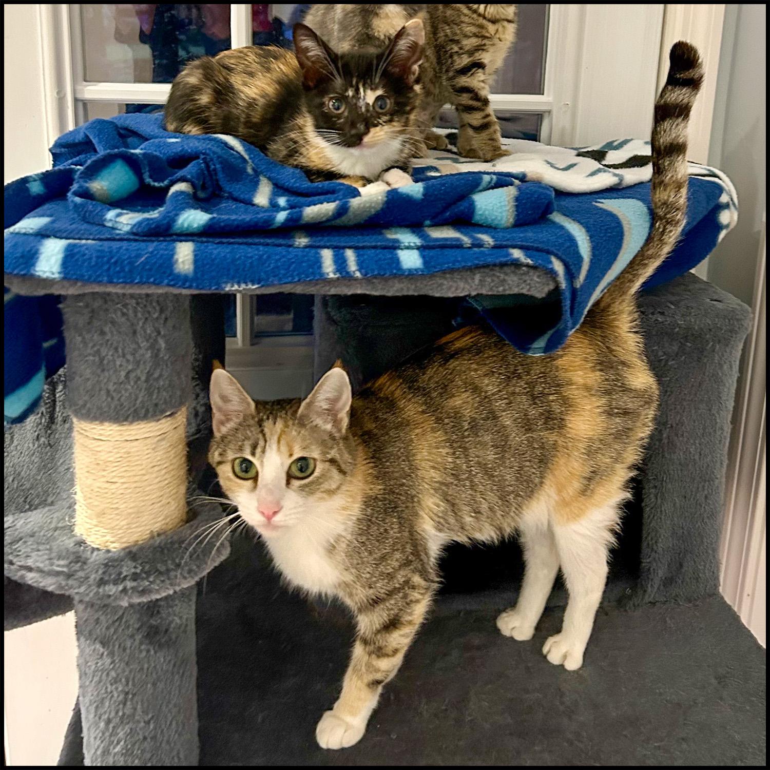 Helen, a Adoptable mixed breed in Roswell, GA image 4/6