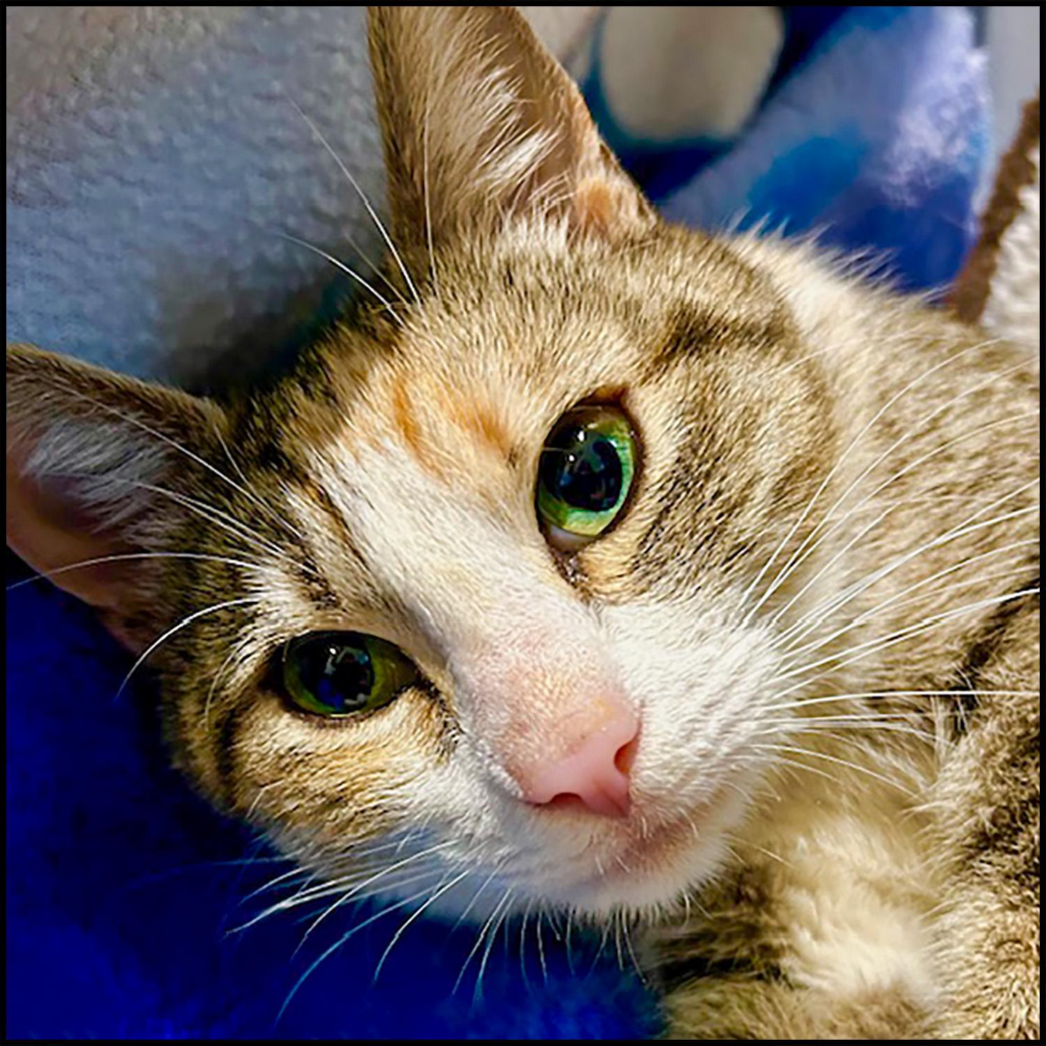Helen, Adult Female Domestic Short Hair
