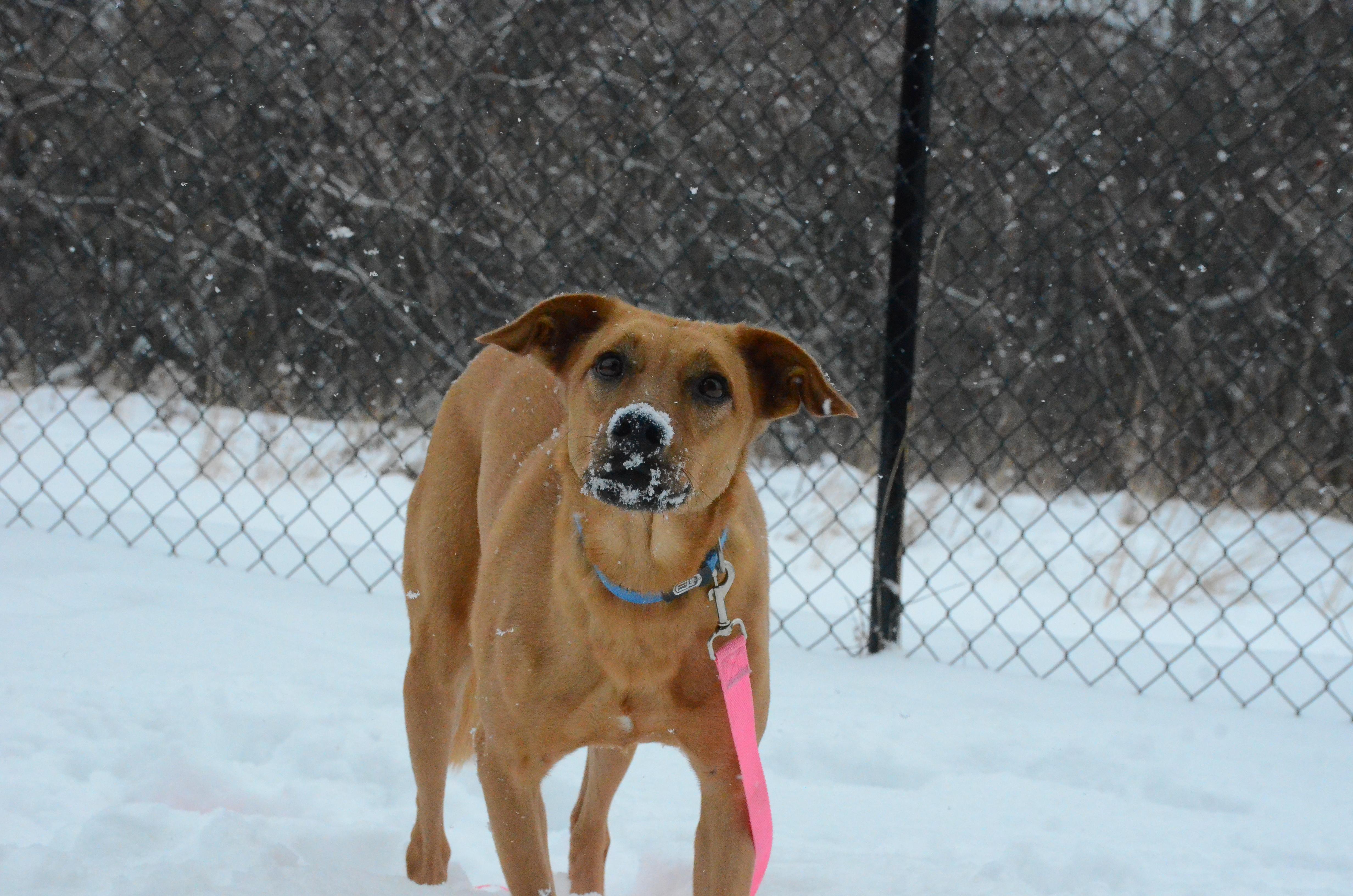 Enlarge Dua, a ADOPTABLE mixed breed in Montreal, QC image 3/6