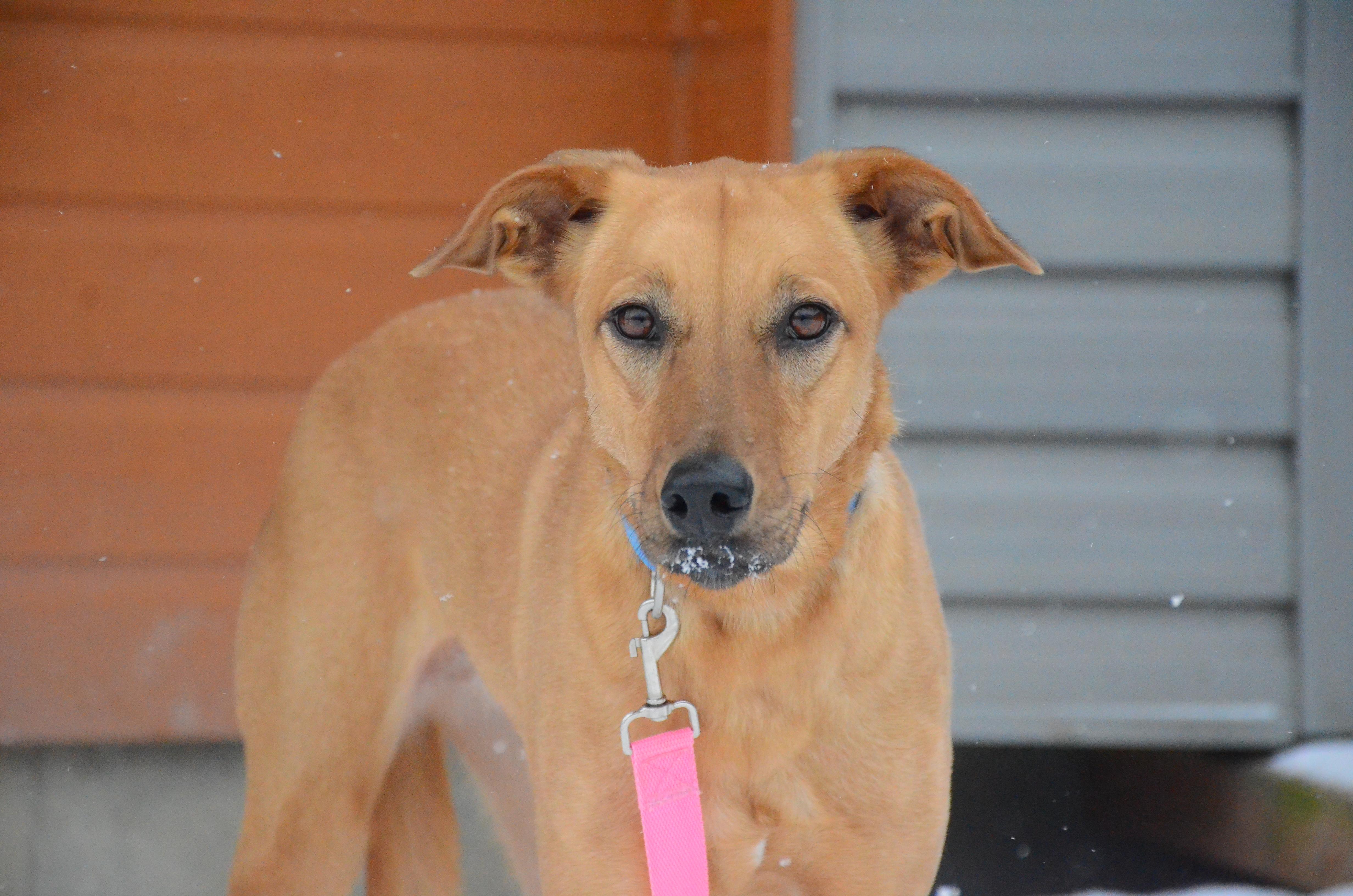 Enlarge Dua, a ADOPTABLE mixed breed in Montreal, QC image 2/6