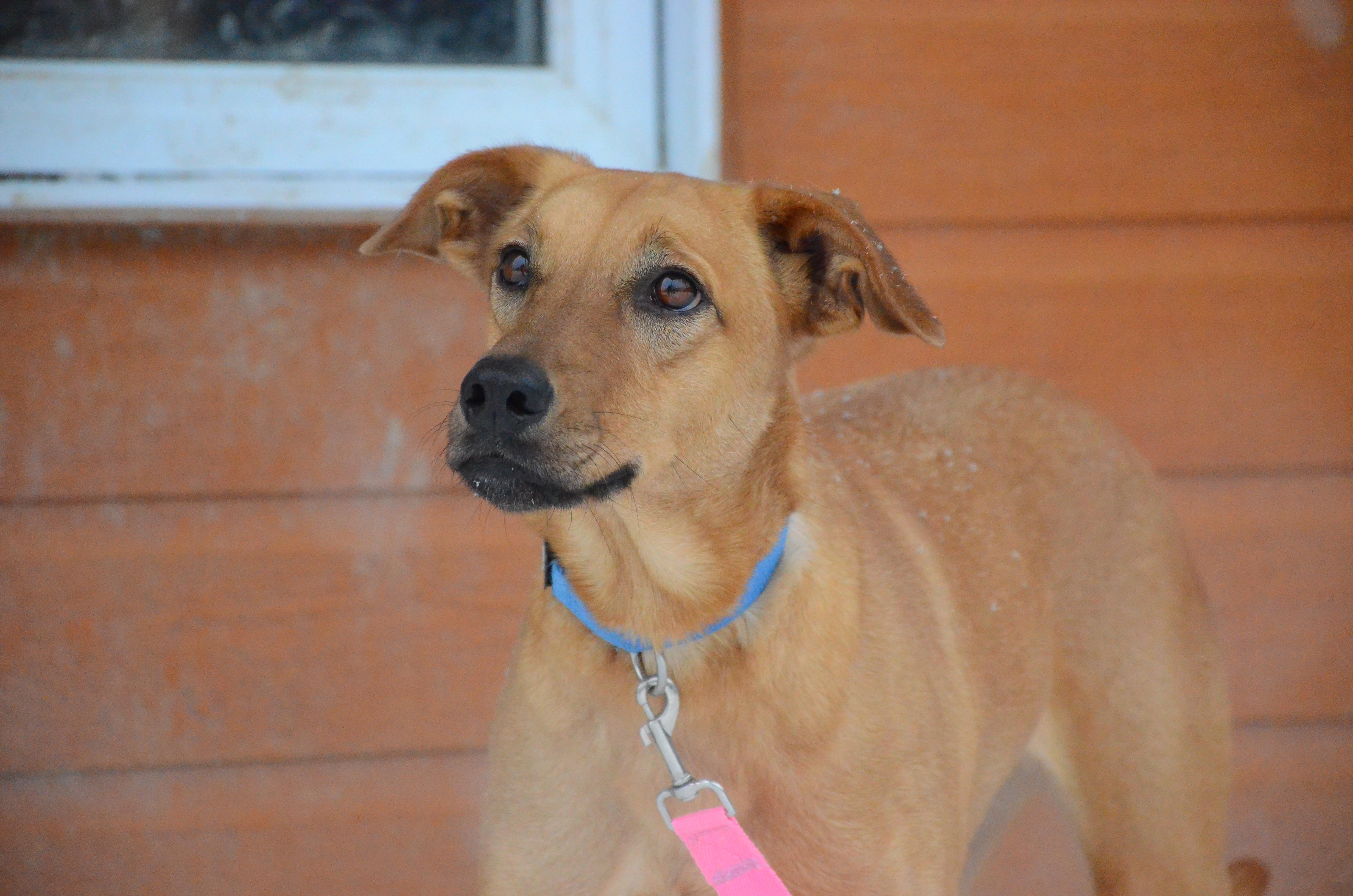 Enlarge Dua, a ADOPTABLE mixed breed in Montreal, QC image 1/6