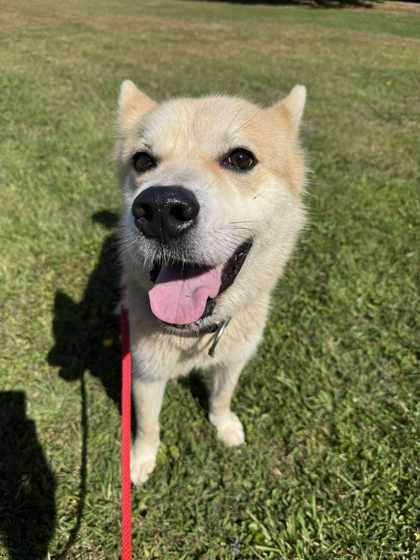 Everest, a Adoptable Mixed Breed in Erie, PA image 1/2