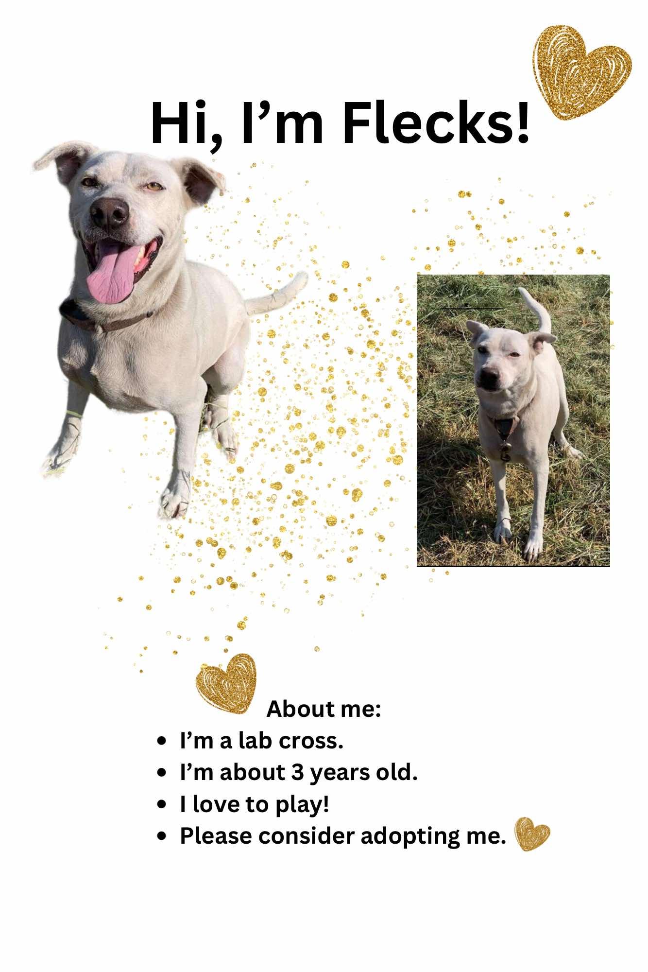 Flecks, Adoptable, Adult Male Labrador Retriever.