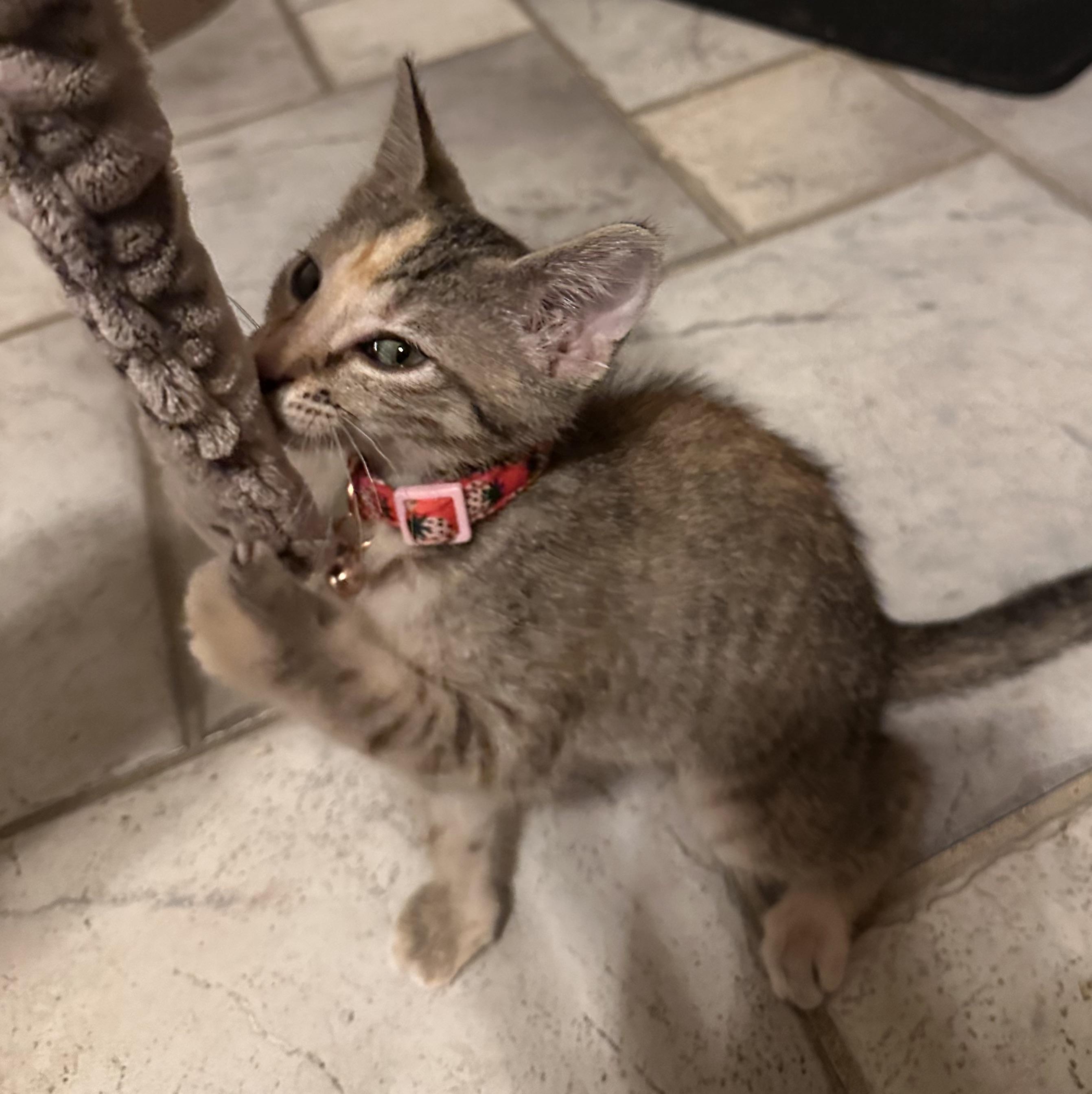 Louise, an adoptable Domestic Short Hair in Tuttle, OK, 73089 | Photo Image 3