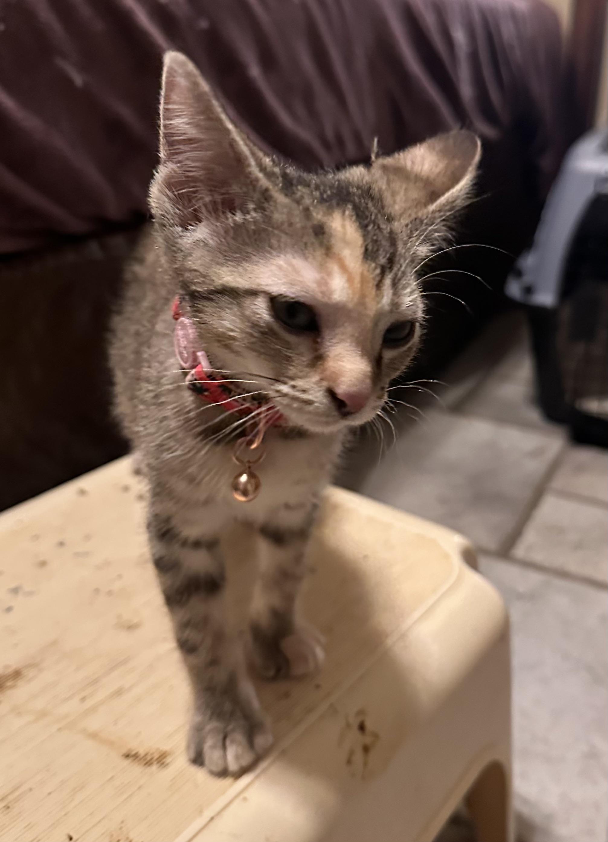 Louise, an adoptable Domestic Short Hair in Tuttle, OK, 73089 | Photo Image 2