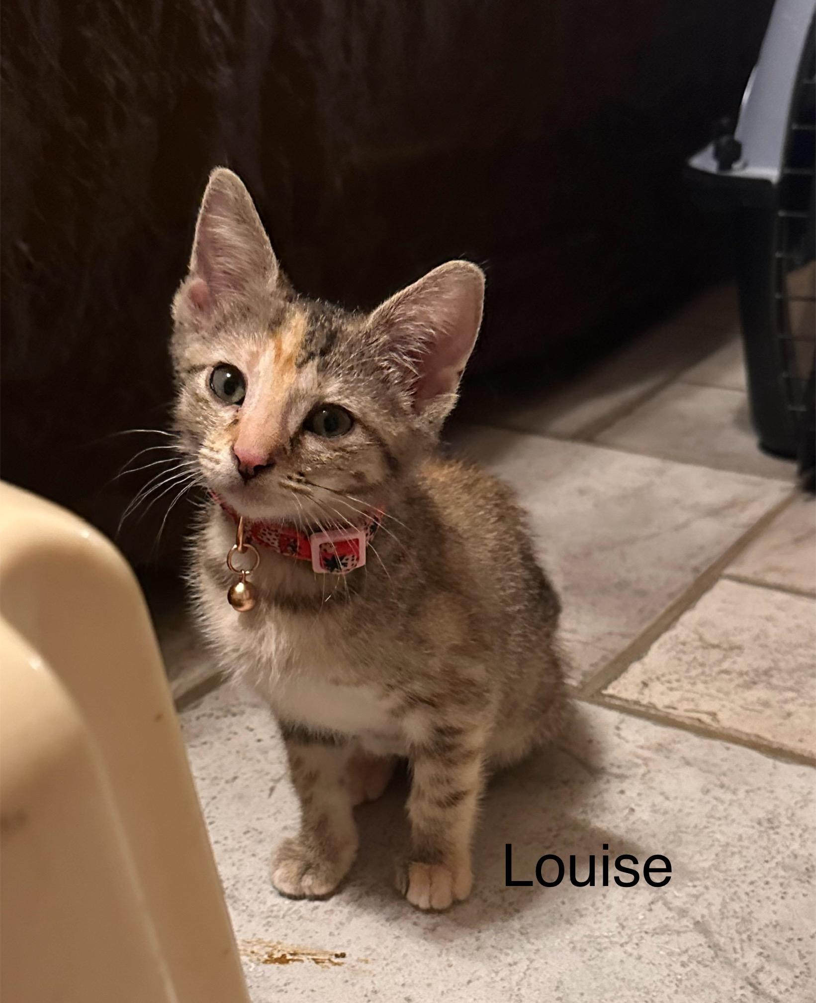 Louise, an adoptable Domestic Short Hair in Tuttle, OK, 73089 | Photo Image 1