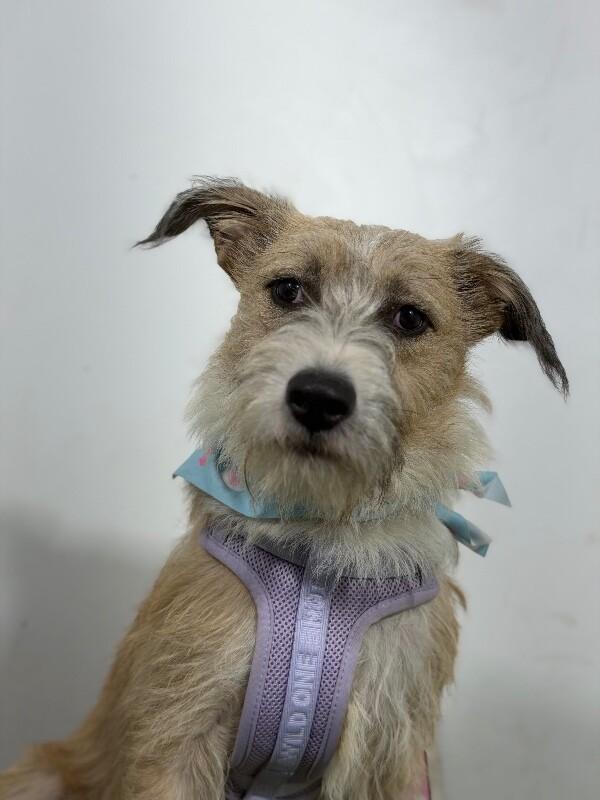 Enlarge Buzz-One of our Amazing Rescue Dogs, a Adoptable mixed breed in Tustin, CA image 1/1