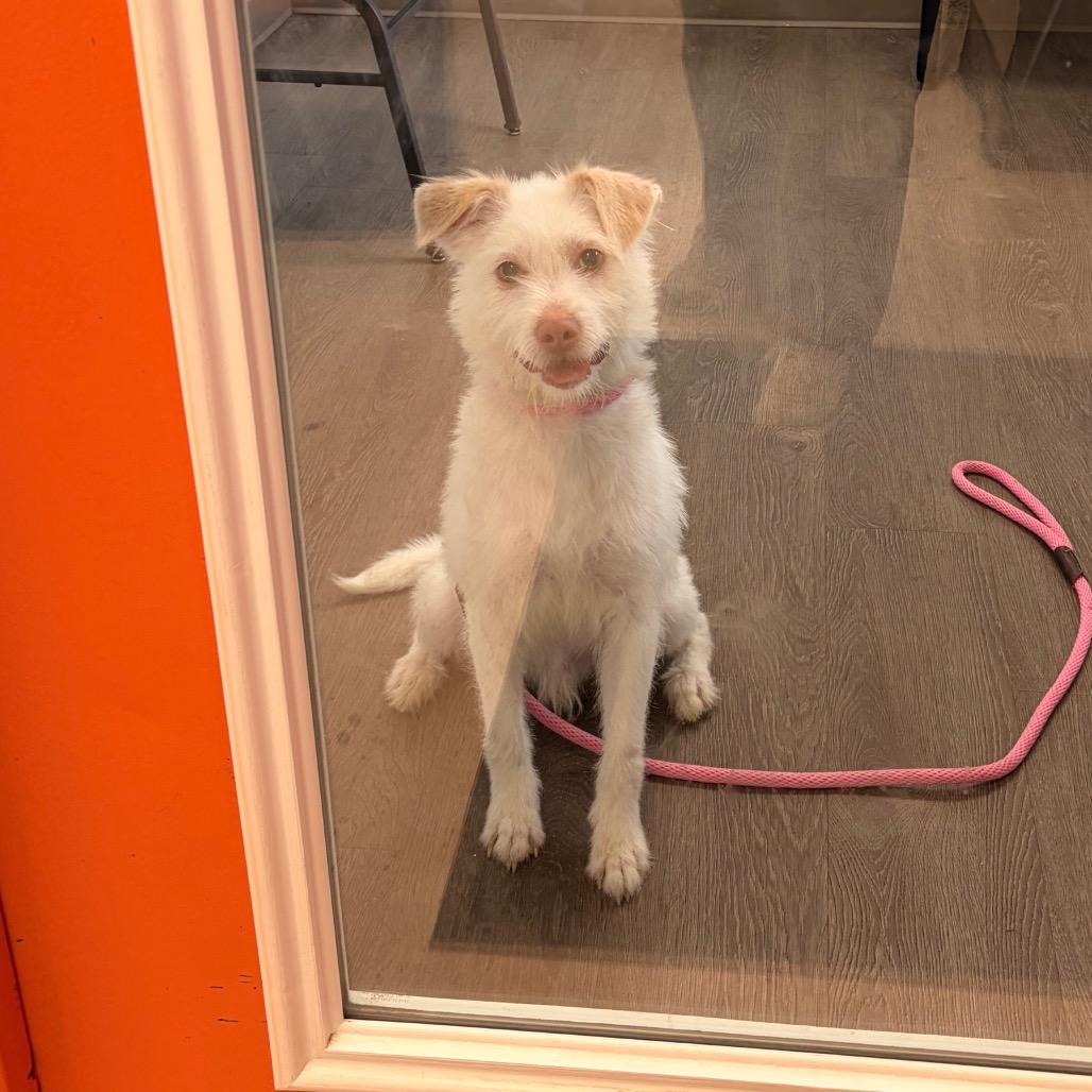 Max, Adoptable, Young Male Mixed Breed.