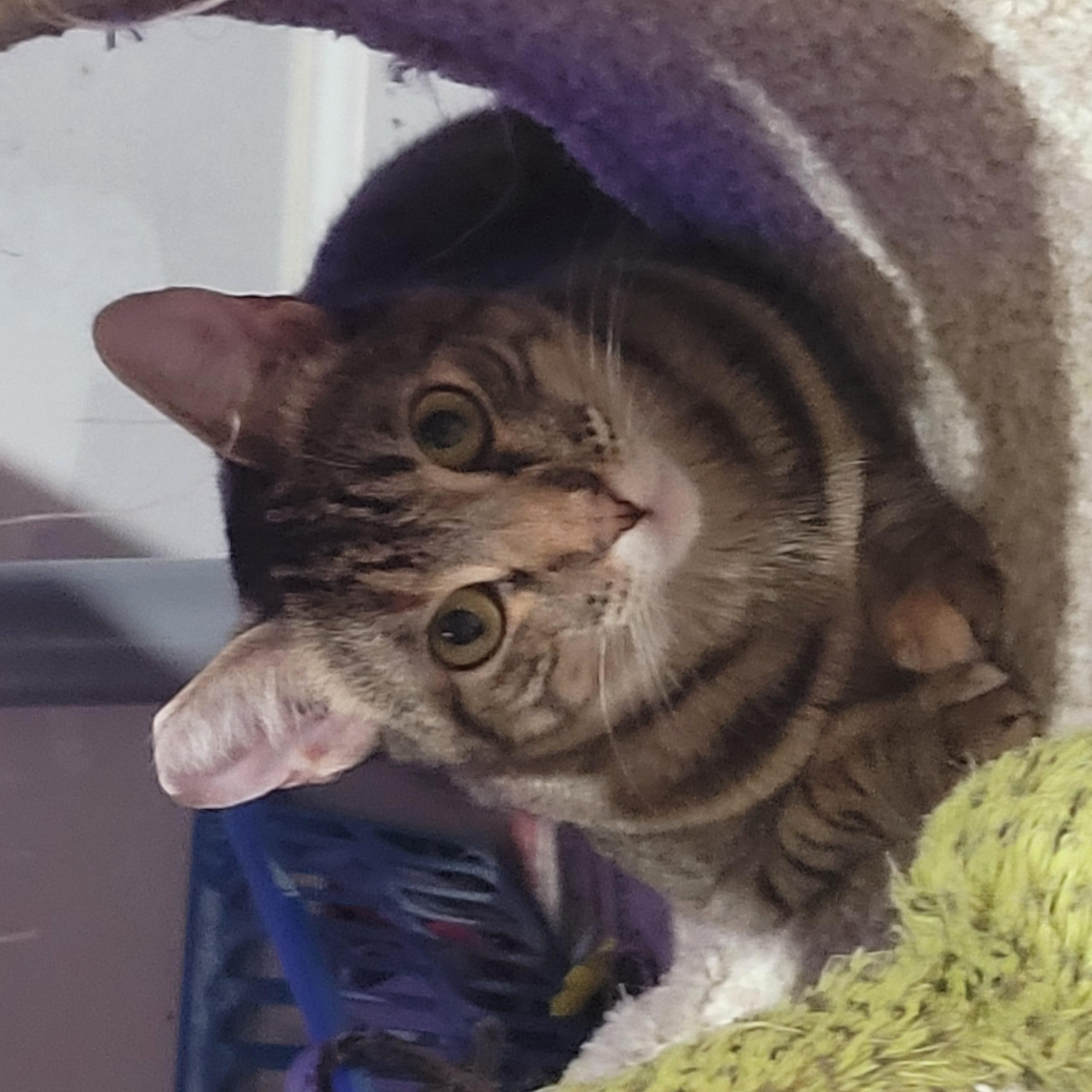 Enlarge Mishi, a Adoptable mixed breed in San Jose, CA image 2/5