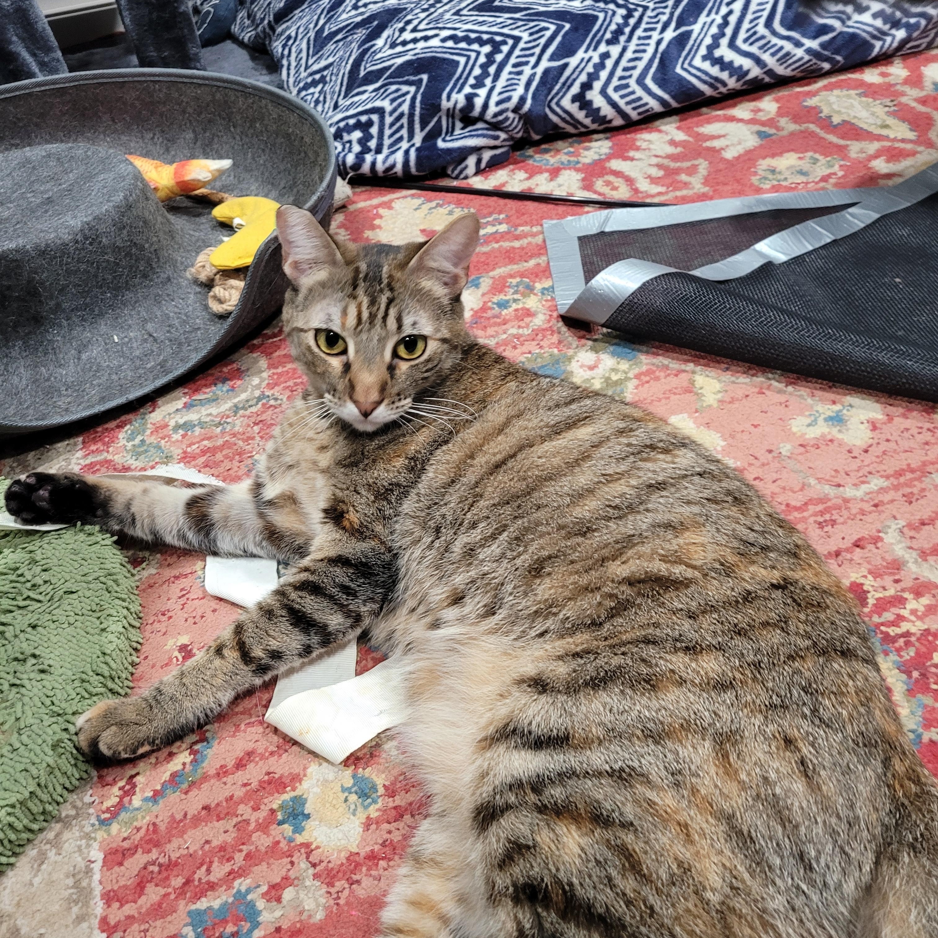 Mishi, a Adoptable mixed breed in San Jose, CA image 1/4