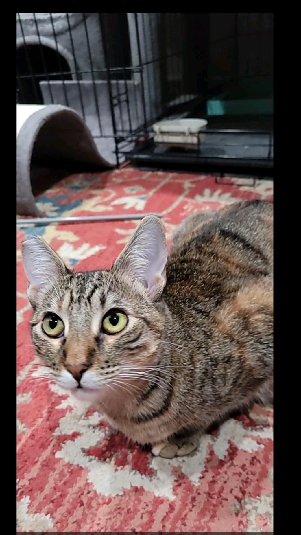 Enlarge Mishi, a Adoptable mixed breed in San Jose, CA image 4/5